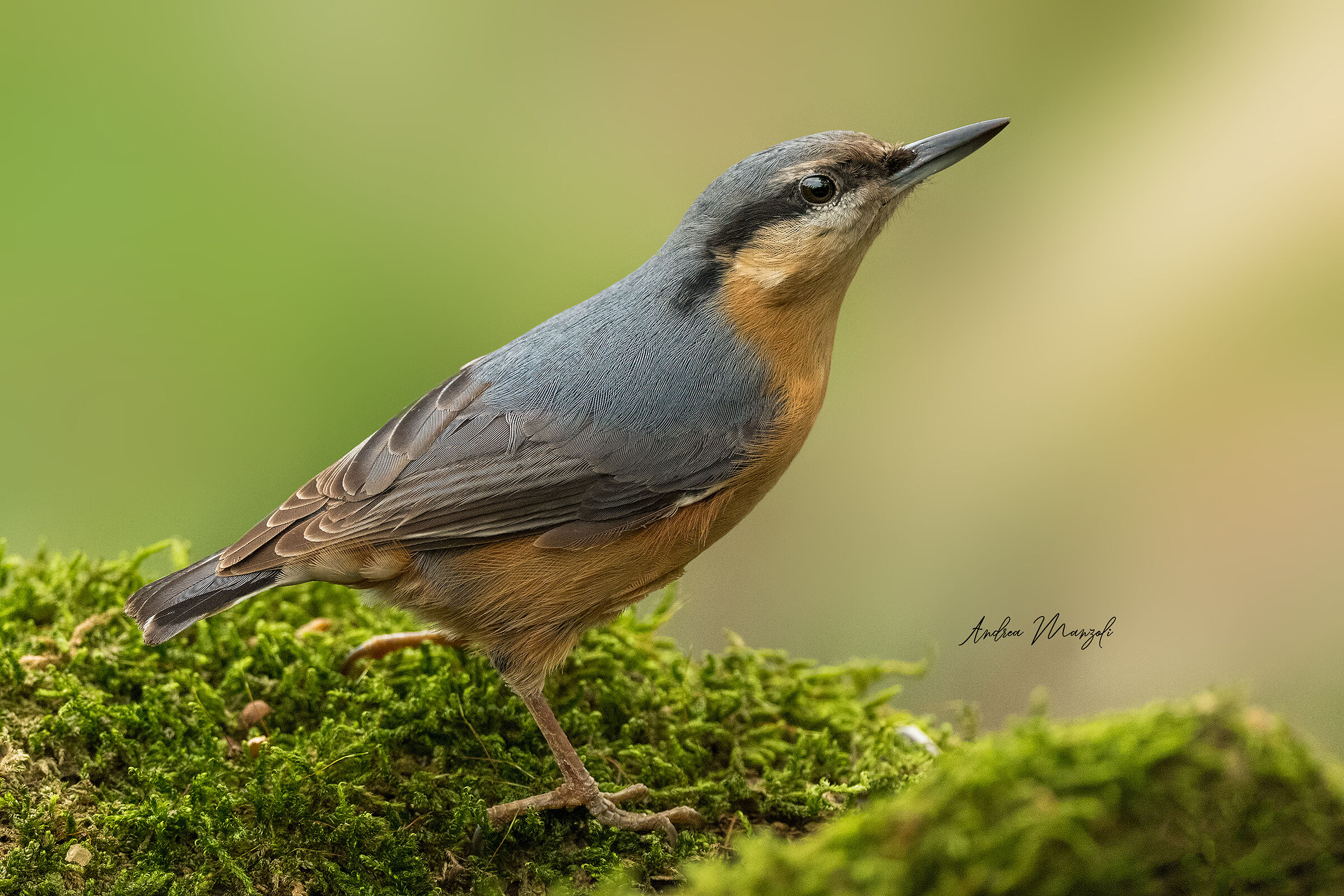 Wood nuthatch