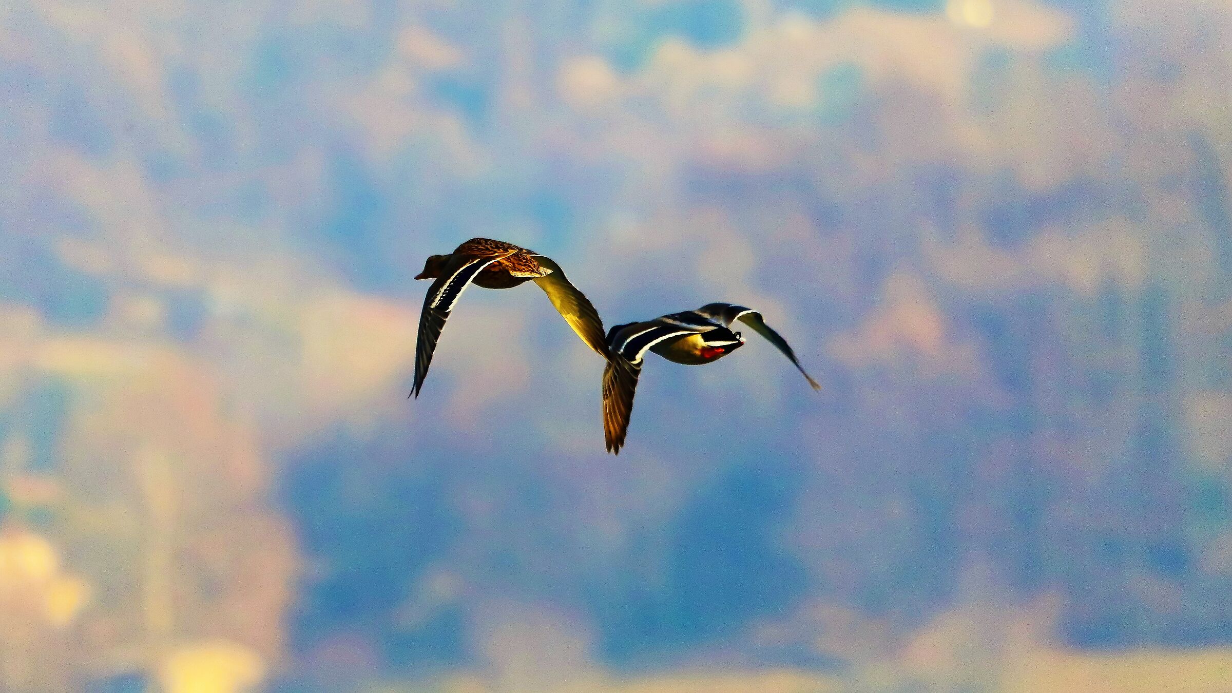 germani r 22 gen 2022 --035--