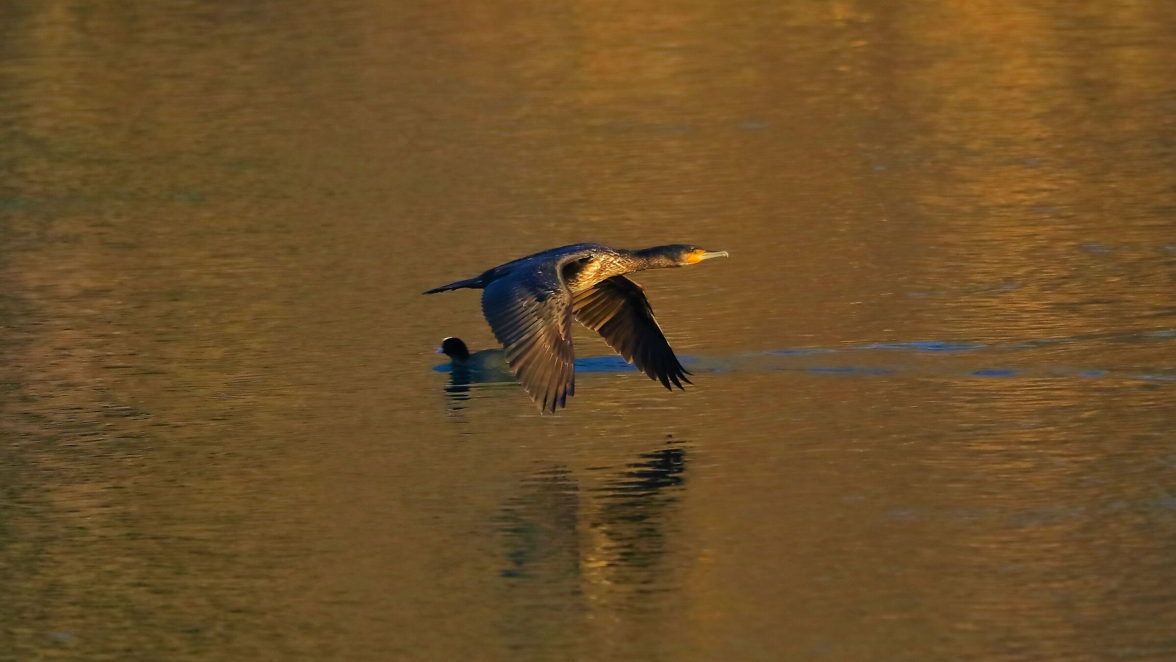 cormorano 22 gen 2022 --057--