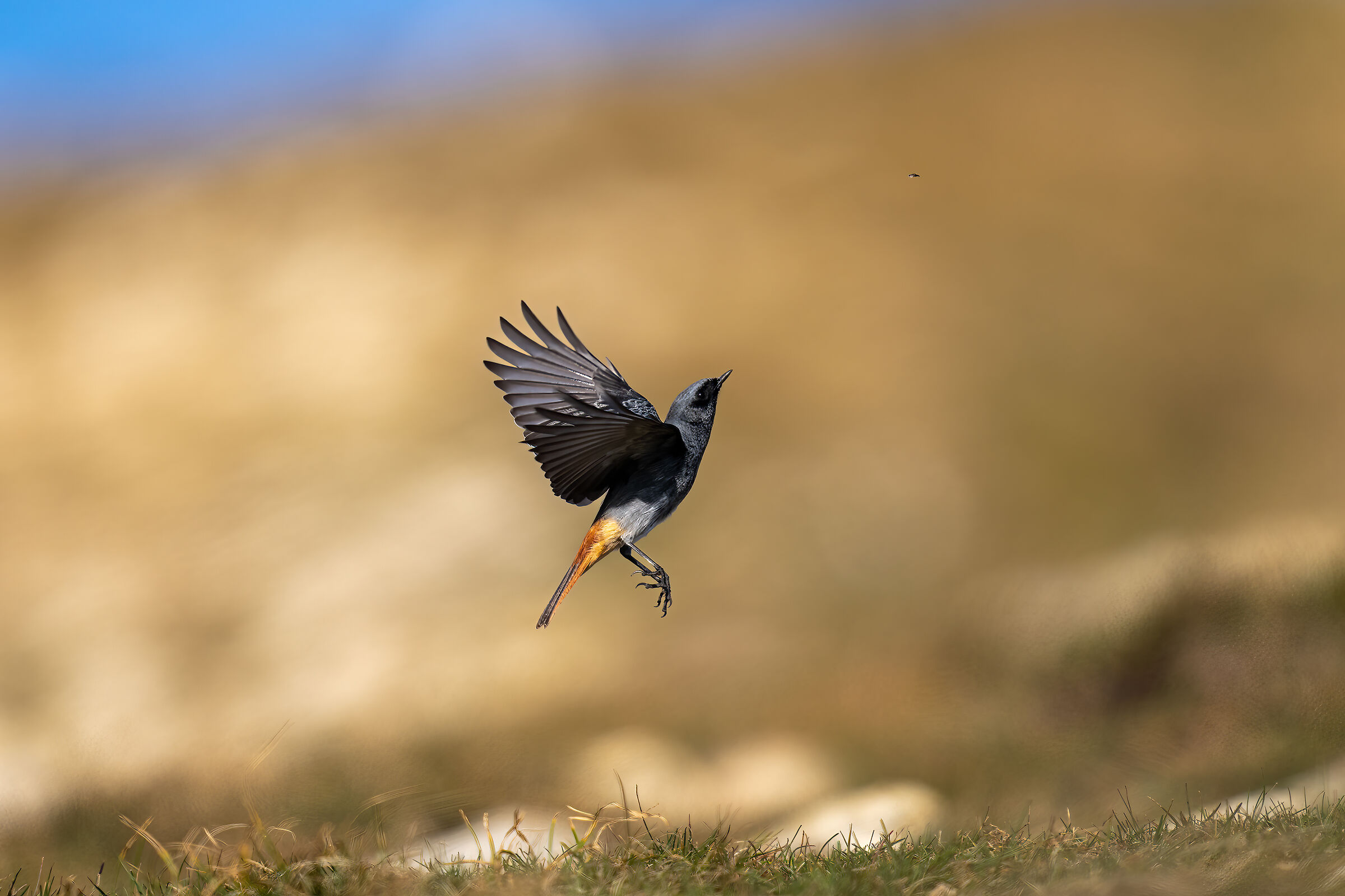 Redstart vs Moscherino