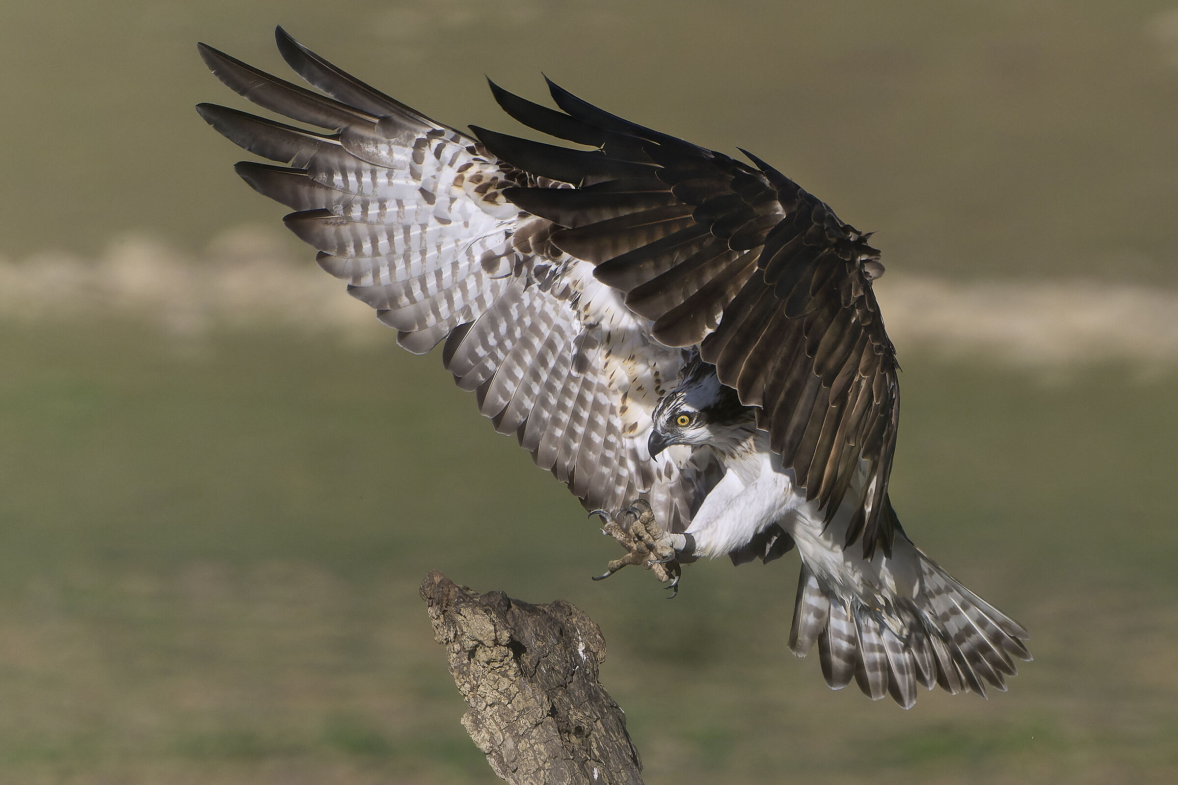 Osprey