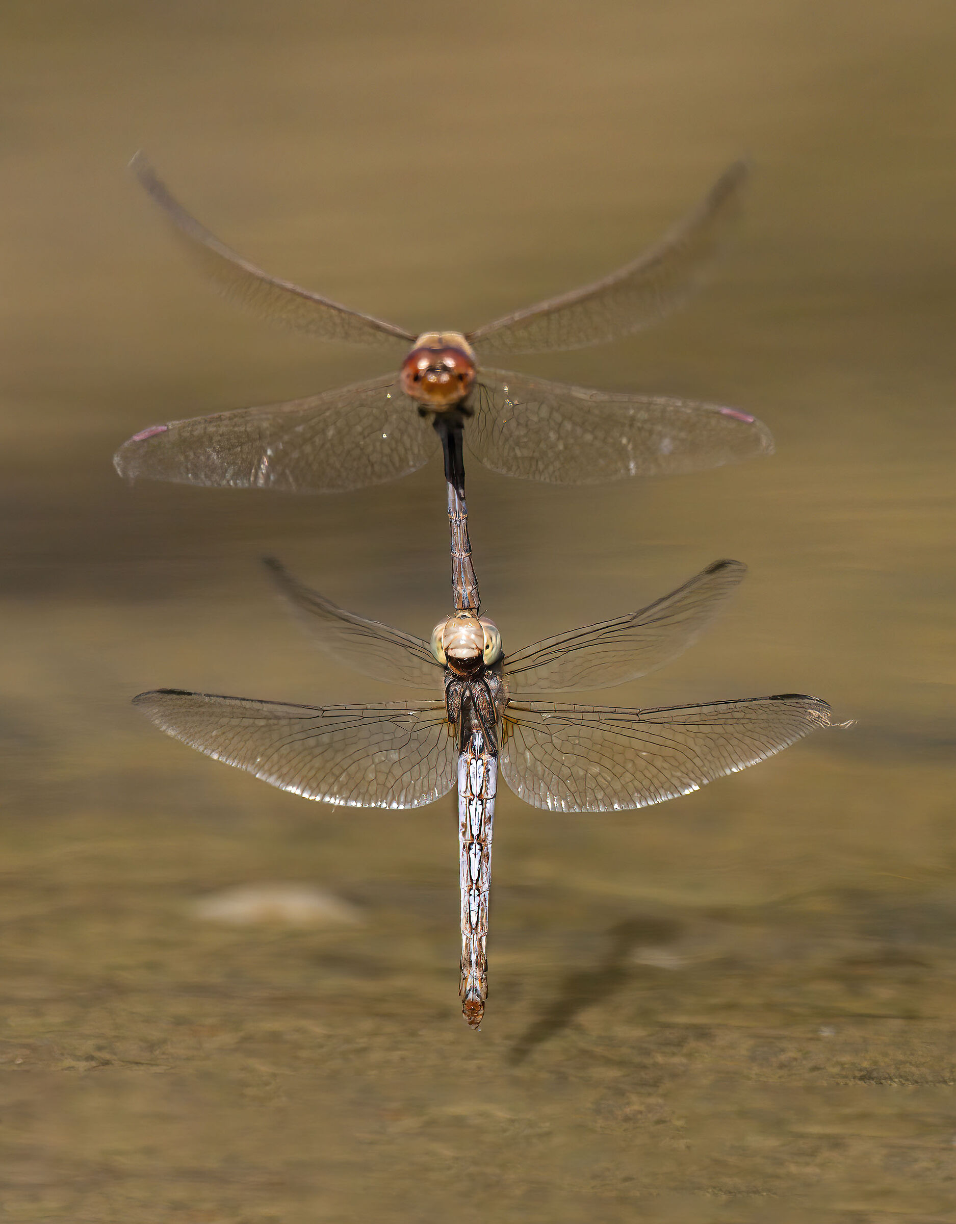 Coppia di Libellule in deposizione