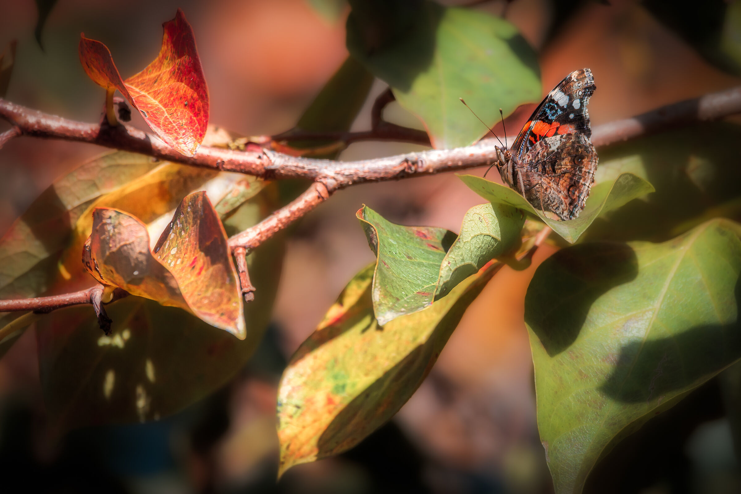 Vanessa atalanta on persimmon plant in the garden
