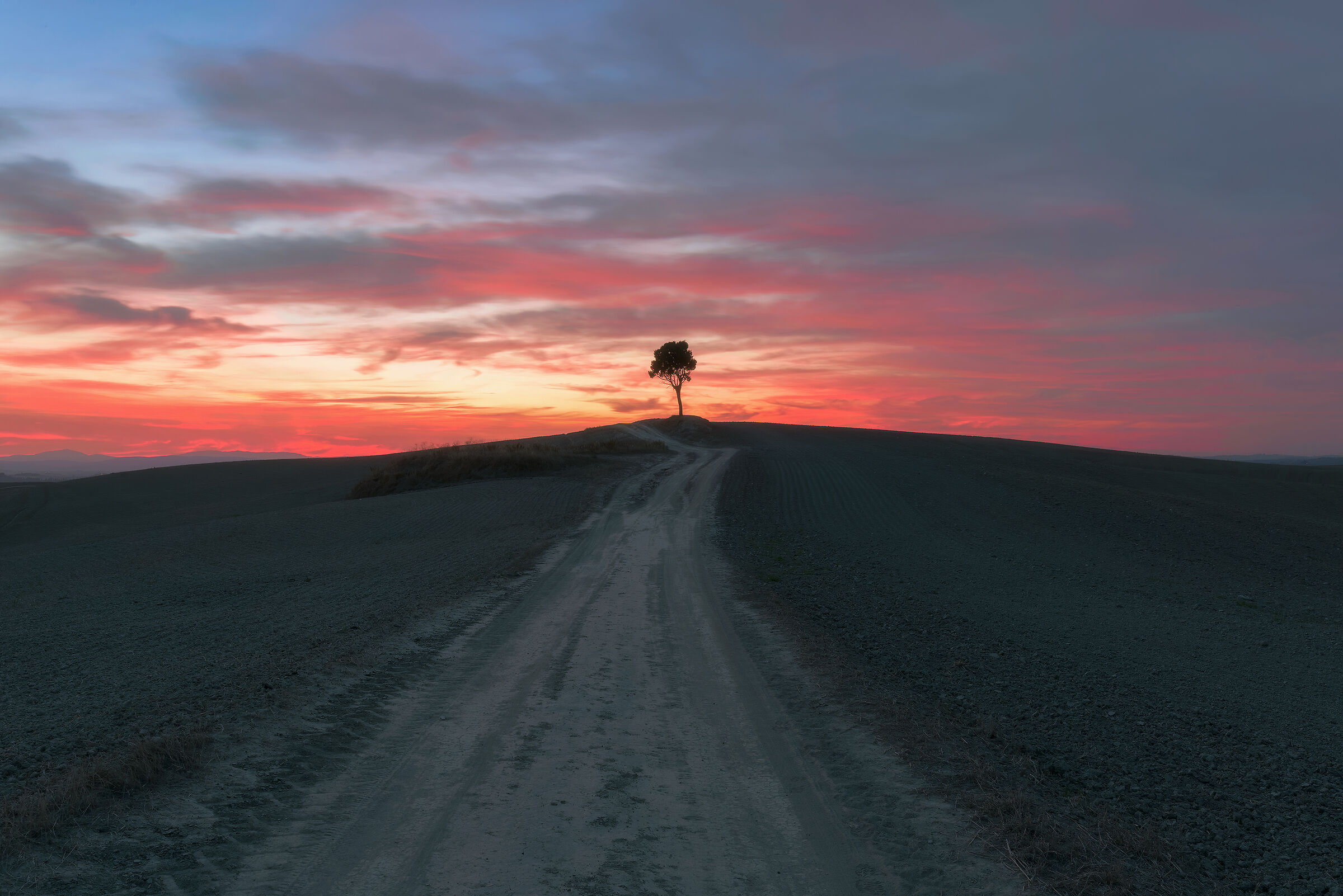 Lonely tree