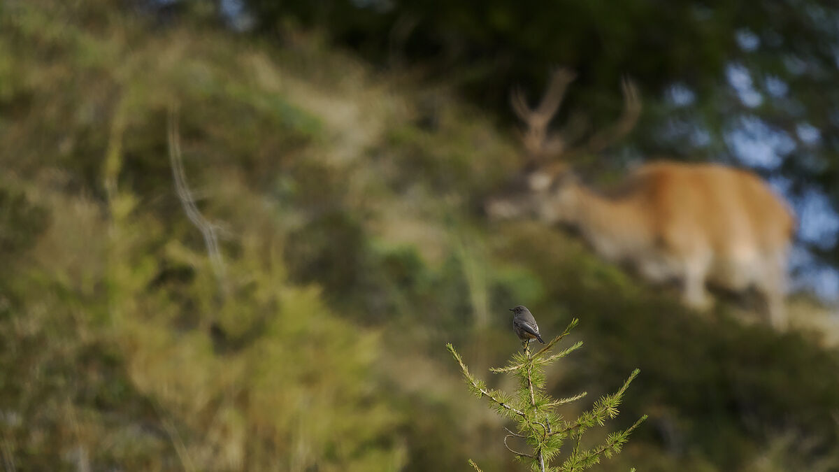 E il Codirosso sta a guardare