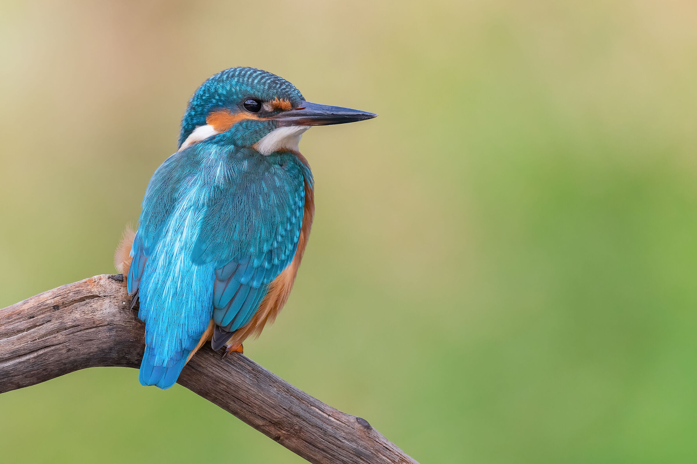 Alcedo atthis
