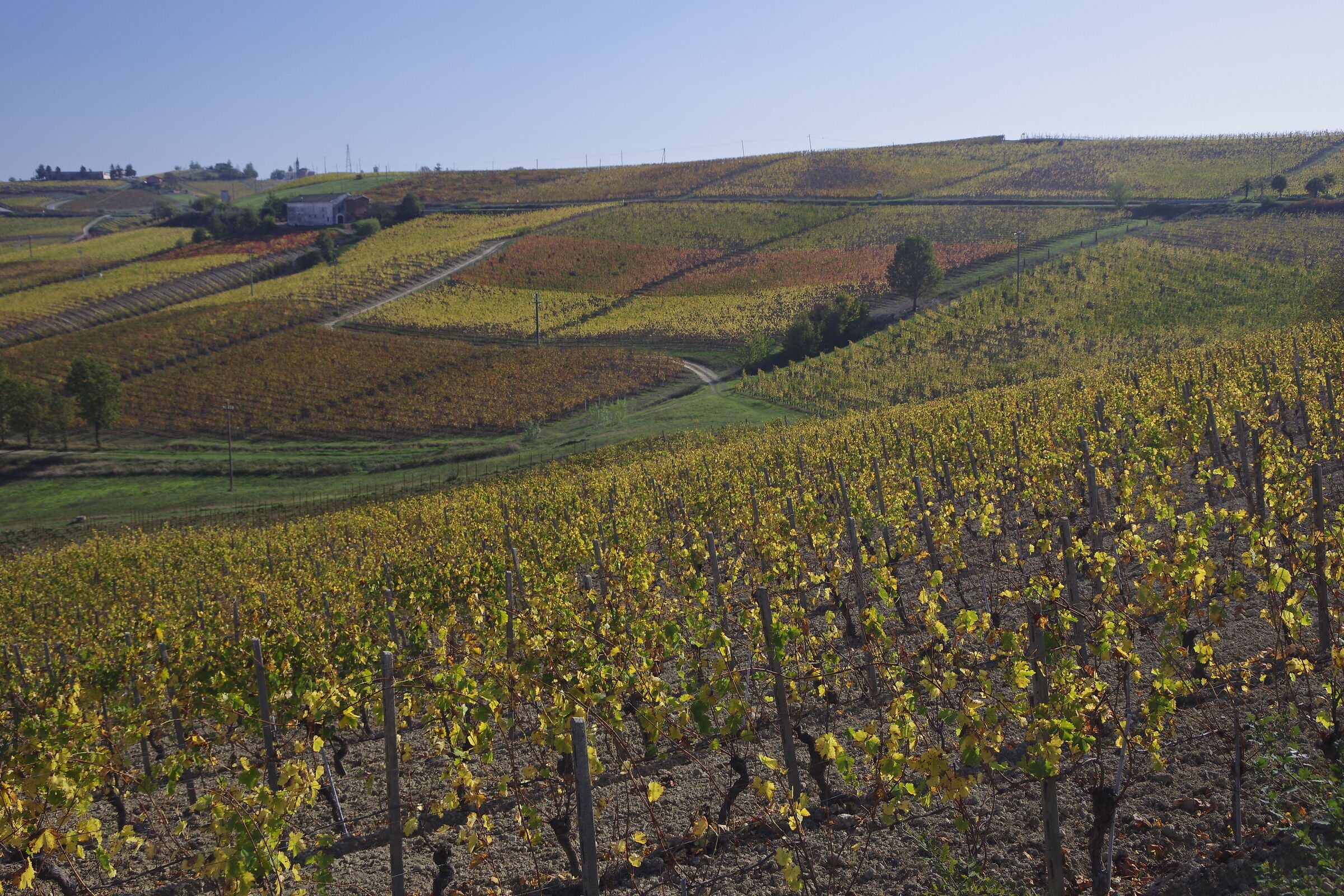 Autumn vineyards in the upper Monferrato