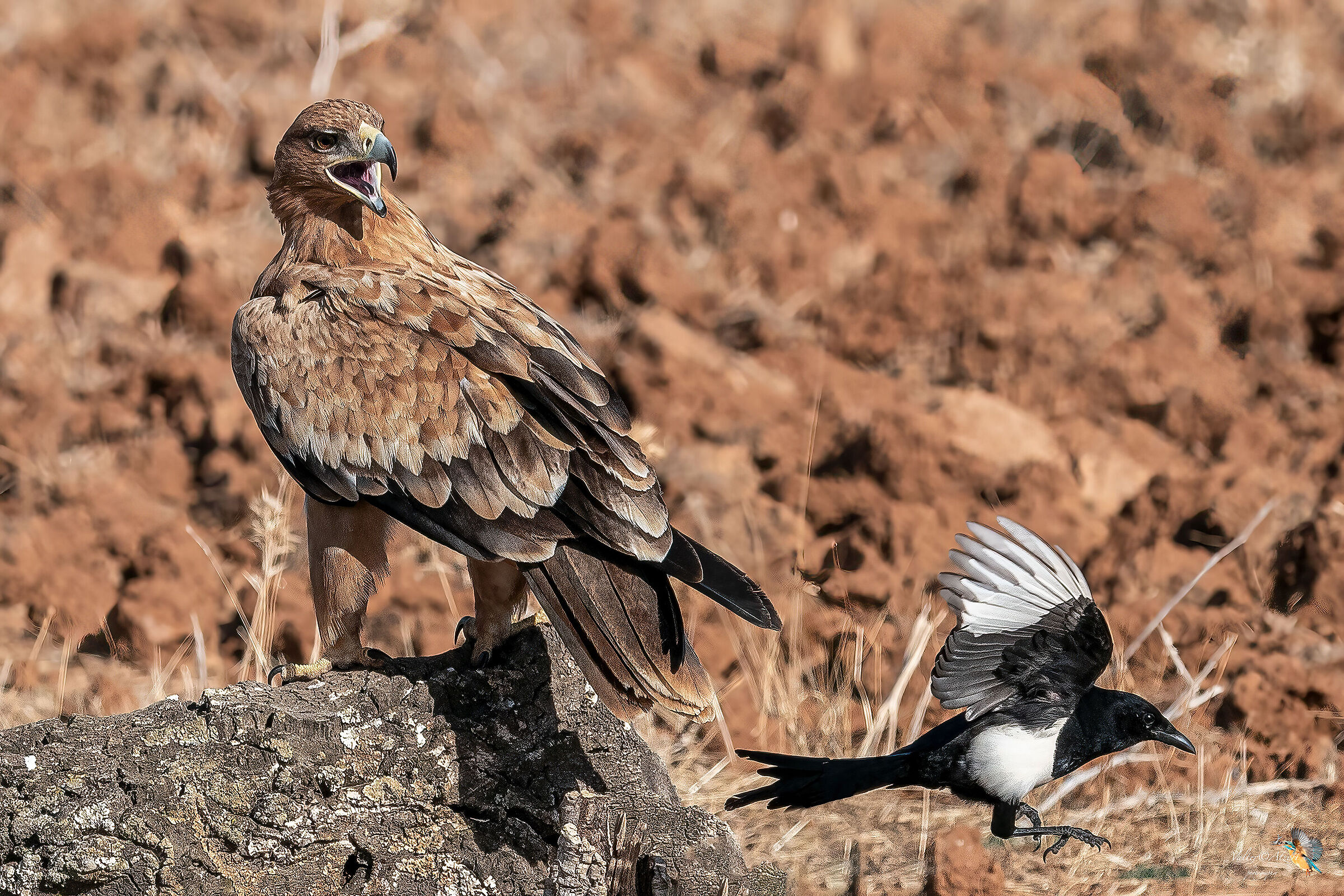 Te ne devi annà, capito?