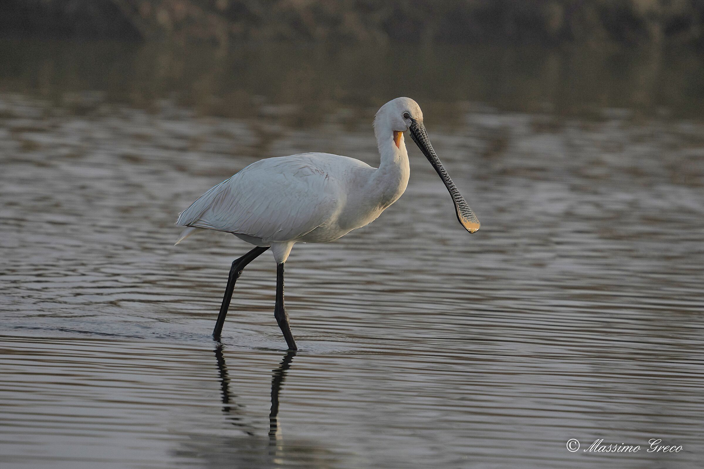 Spatola bianca (Platalea leucorodia)