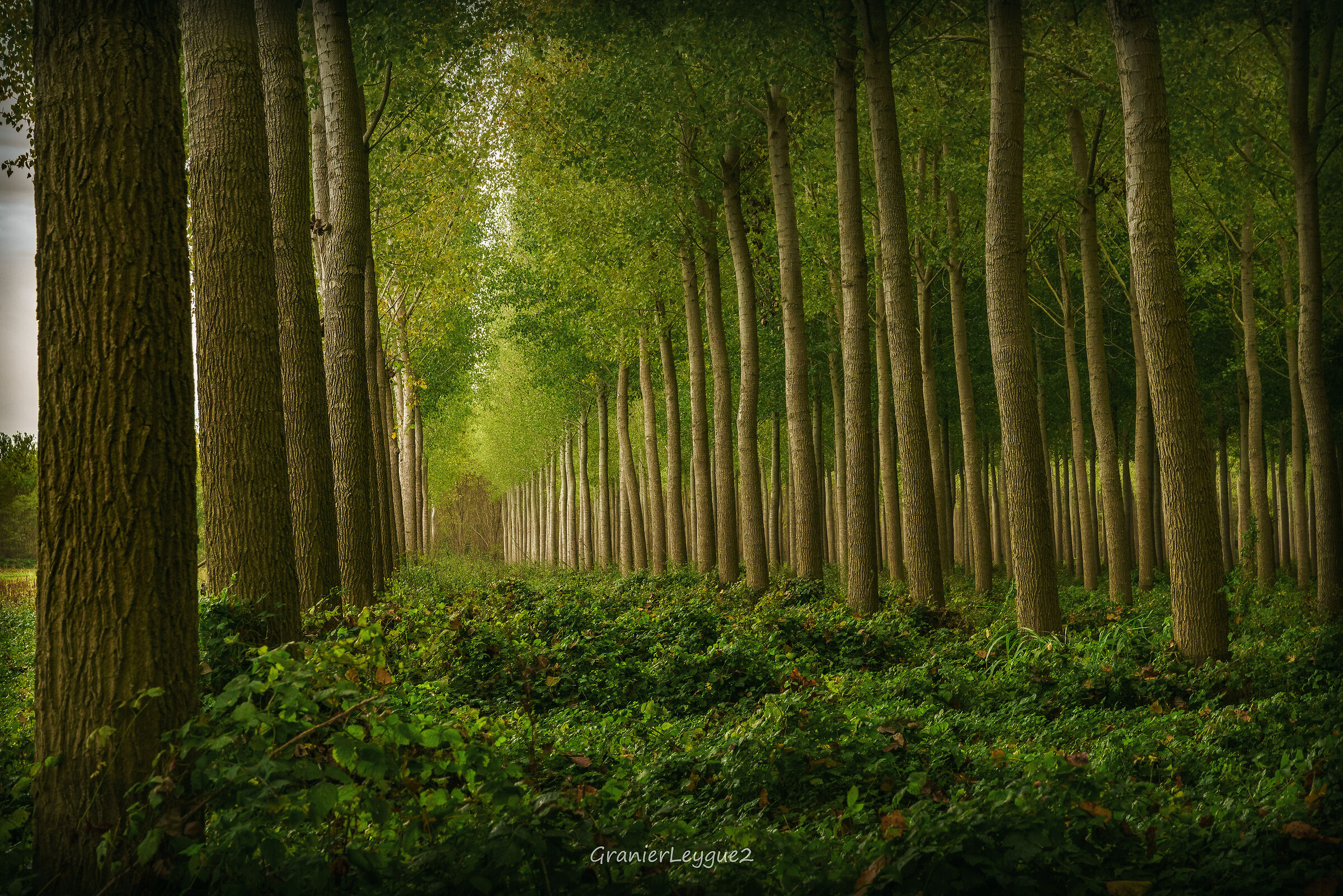 Autumnal light in a paddy field of mature people under