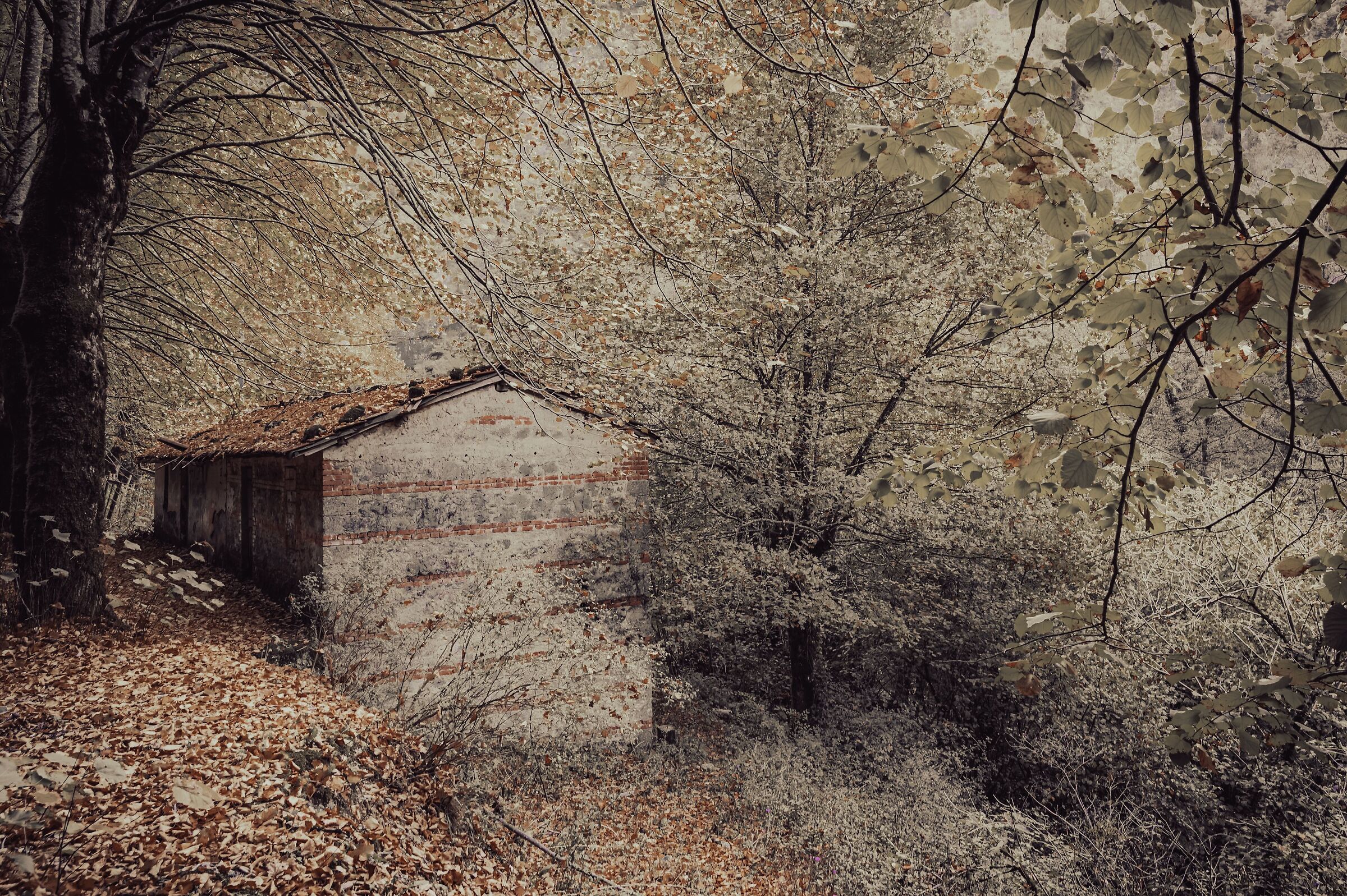 The house in the woods