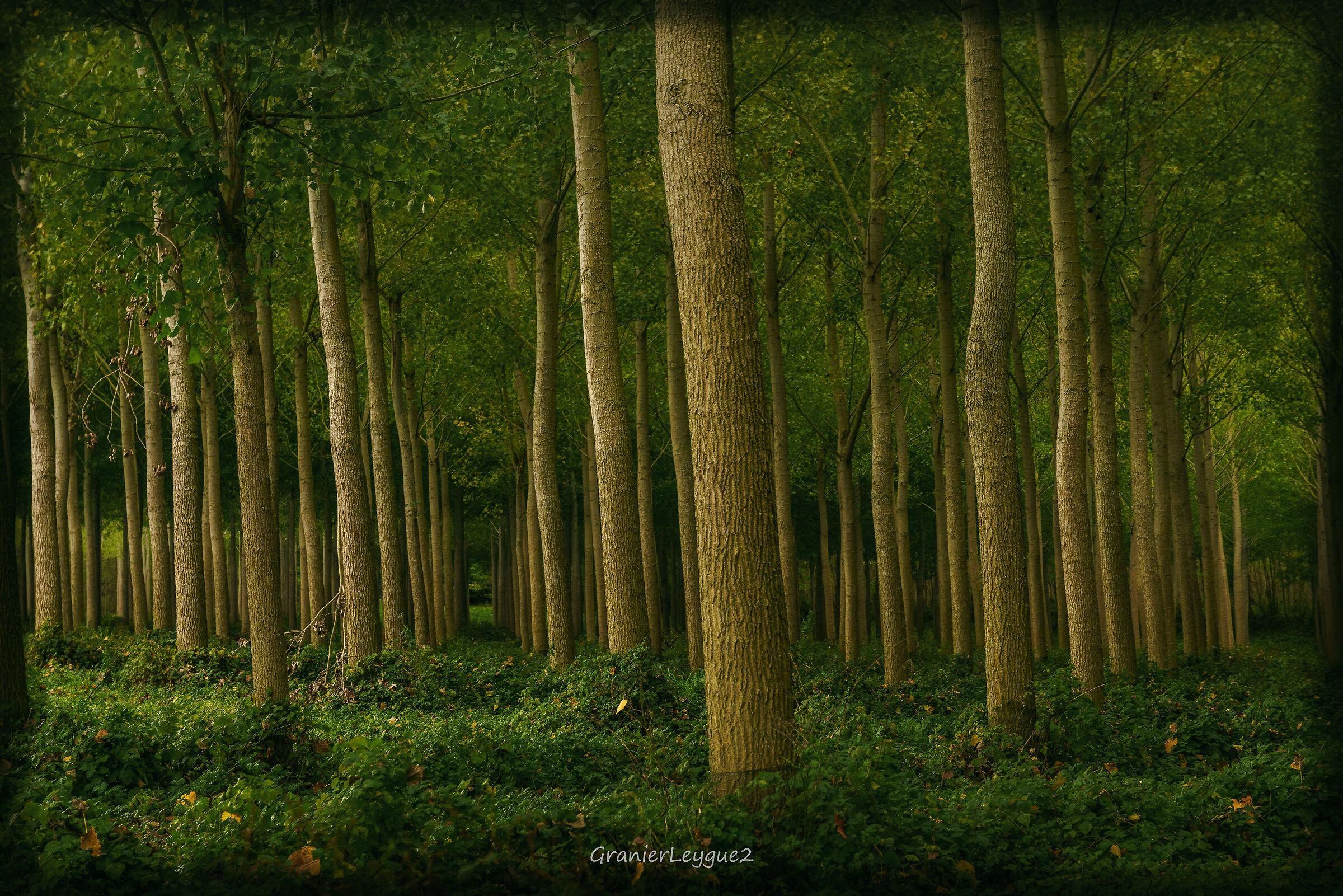 Poplars in the ronses