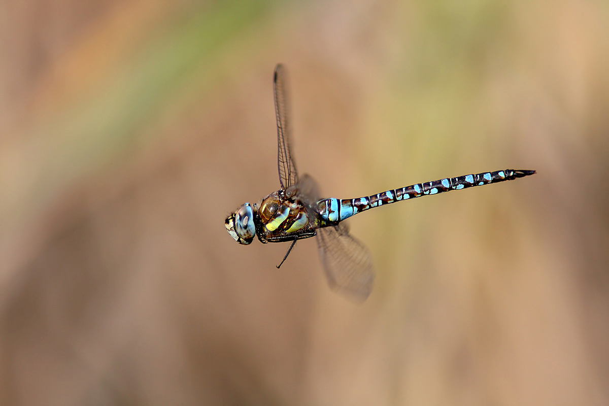Aeshna Mixta in flight