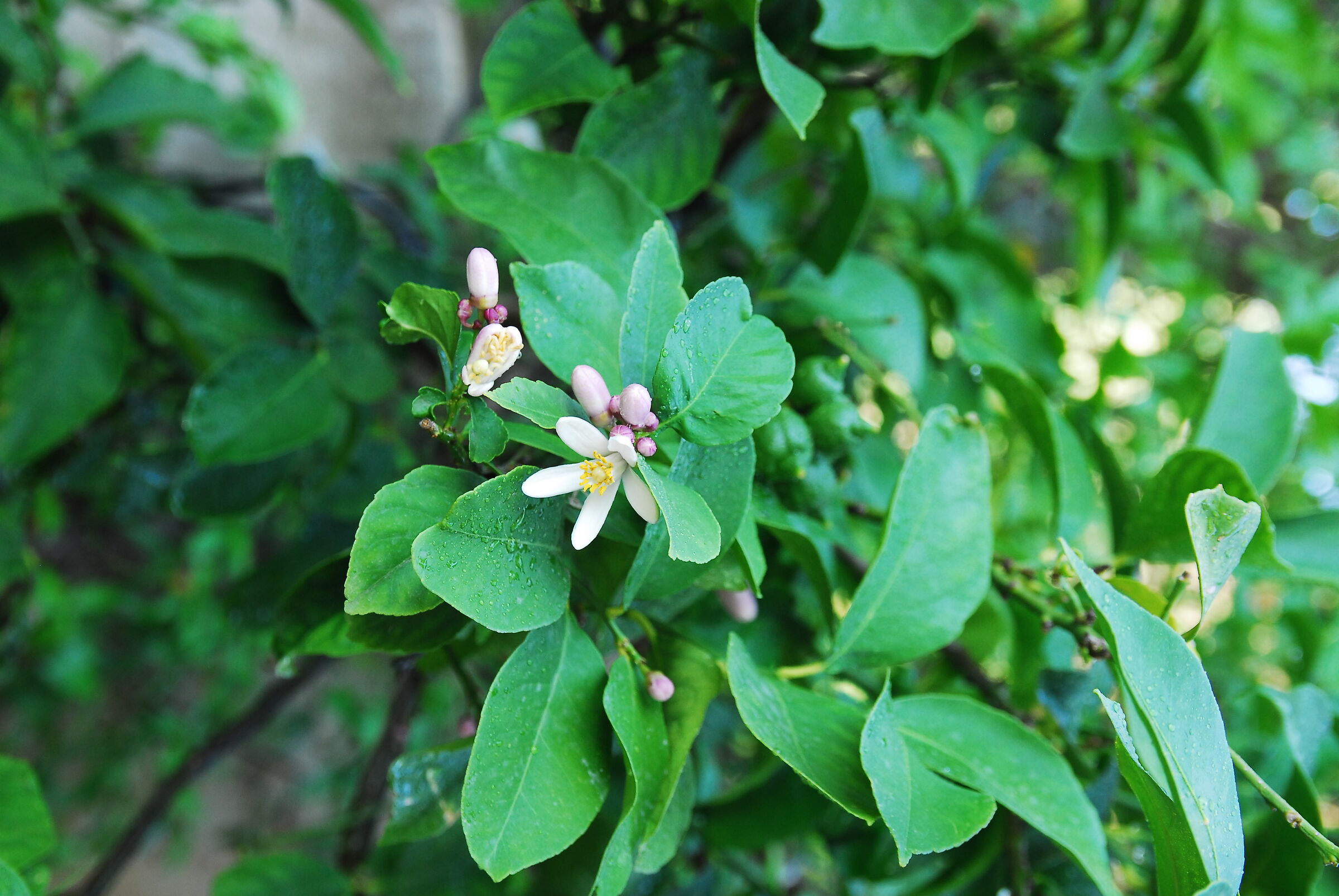 The first lemon blossom.