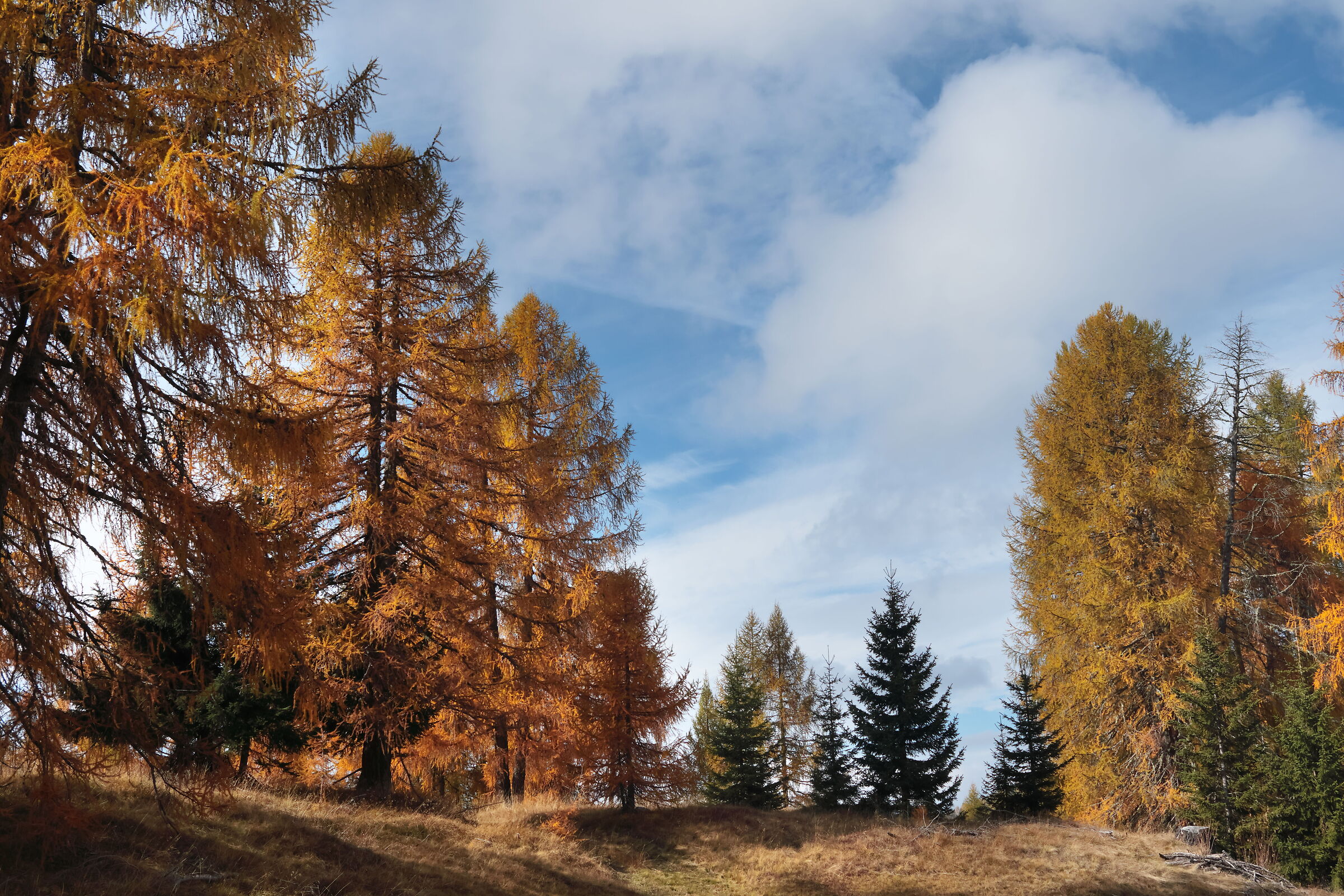 Col da Rit in Autunno