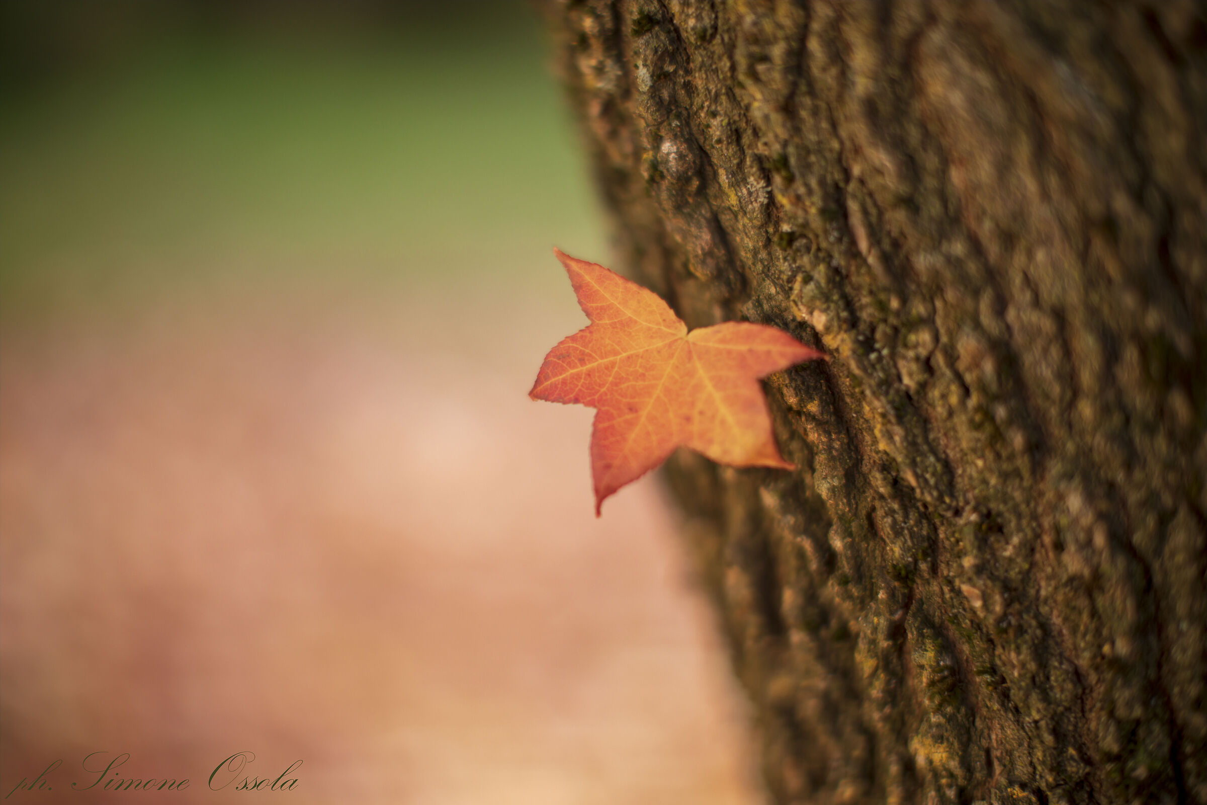 Only one will remain....