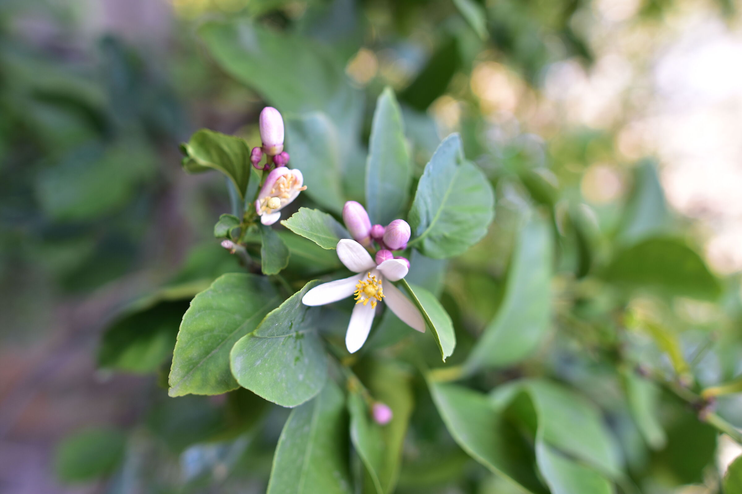 Same lemon blossom with d7200 and sigma art 24 1.4