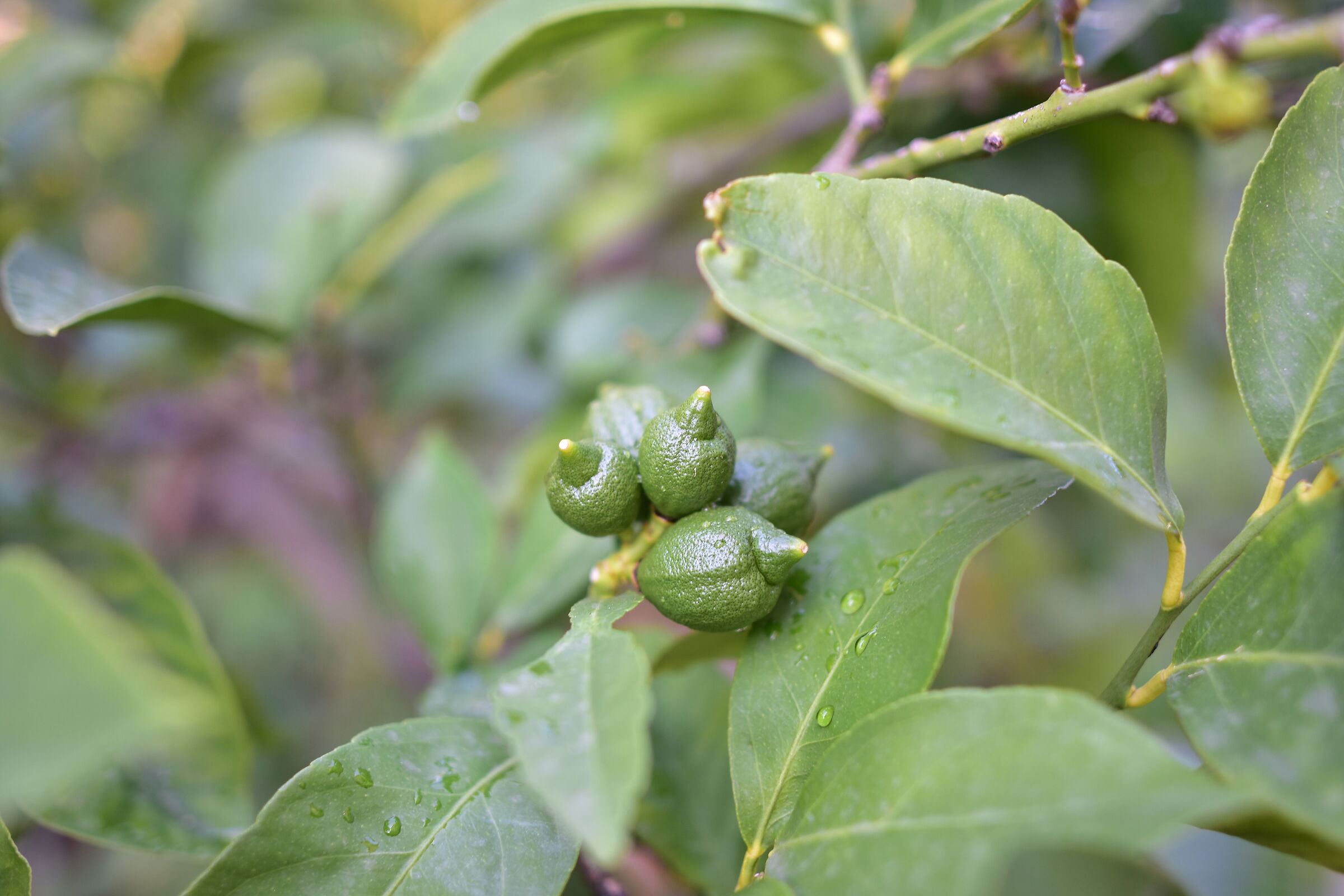 Same bouquet of lemons with d7200 and sigma art 24 1.4