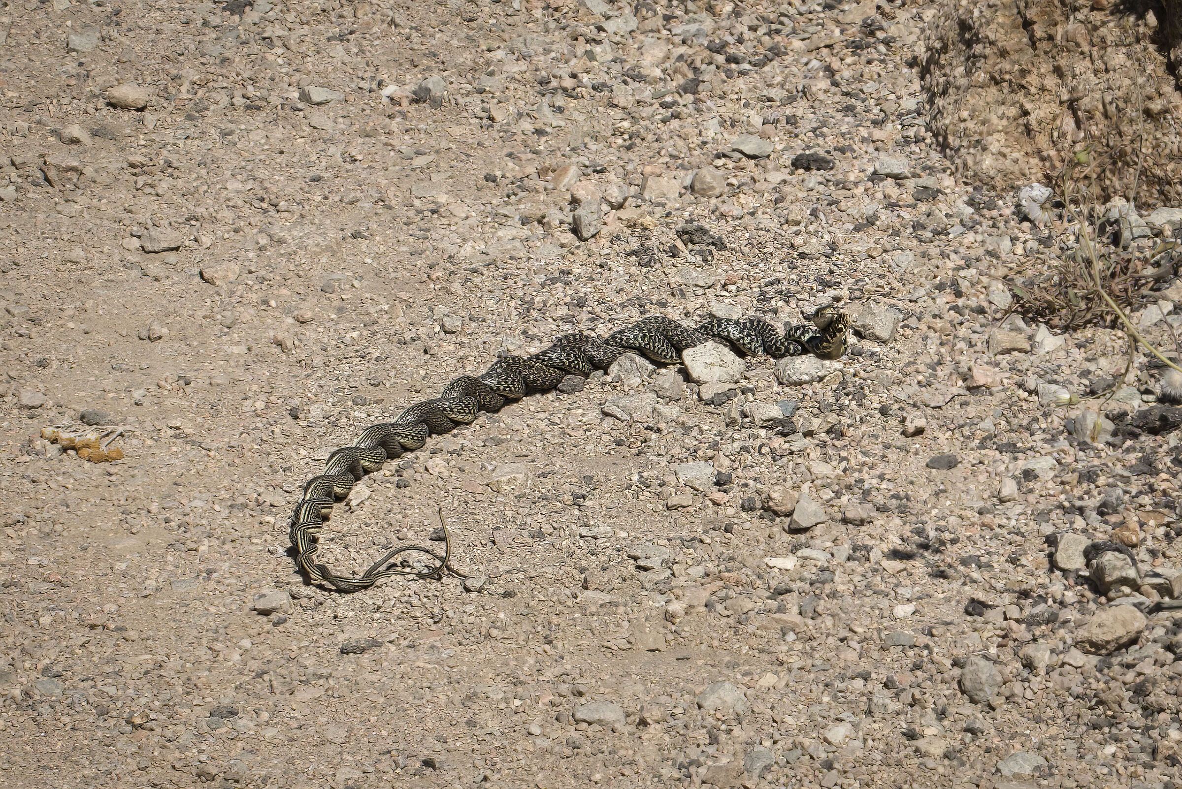 La danza del serpente