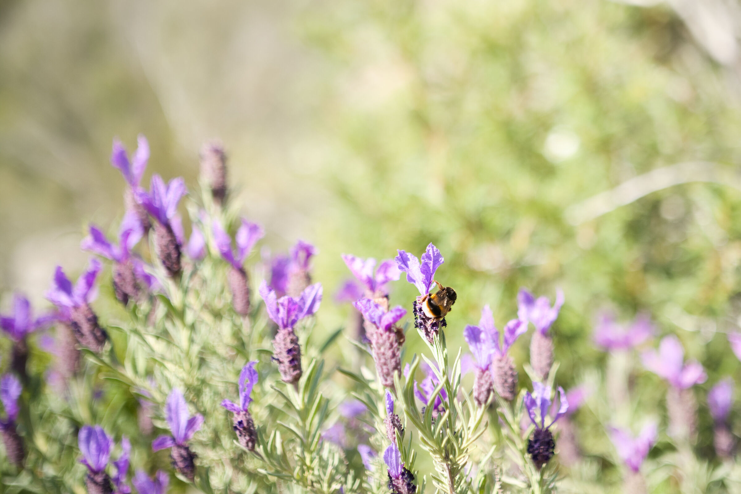 Ciò che non giova all'alveare non giova neppure a...