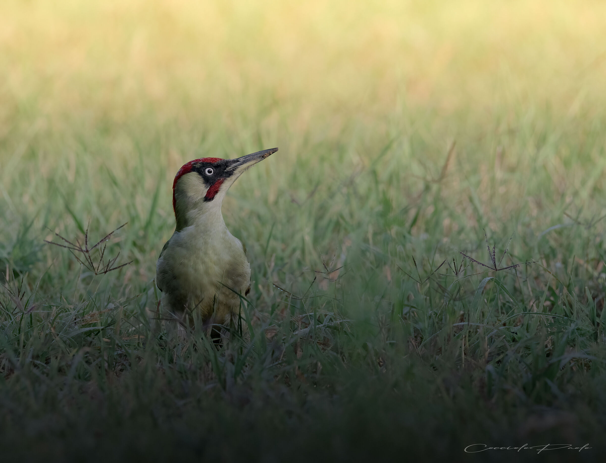 Male green woodpecker