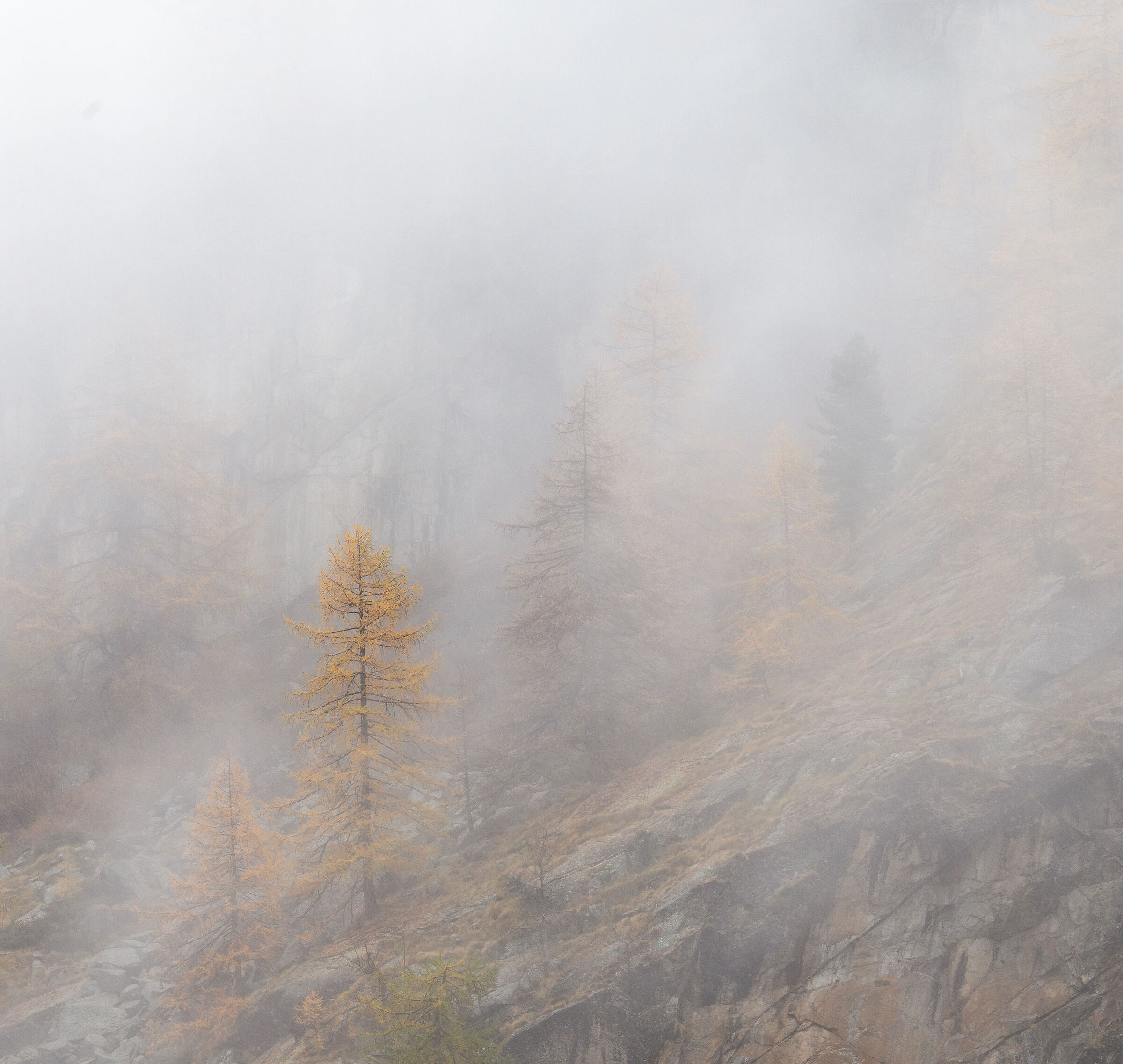 larice e nebbia d'ottobre, Valsavarenche