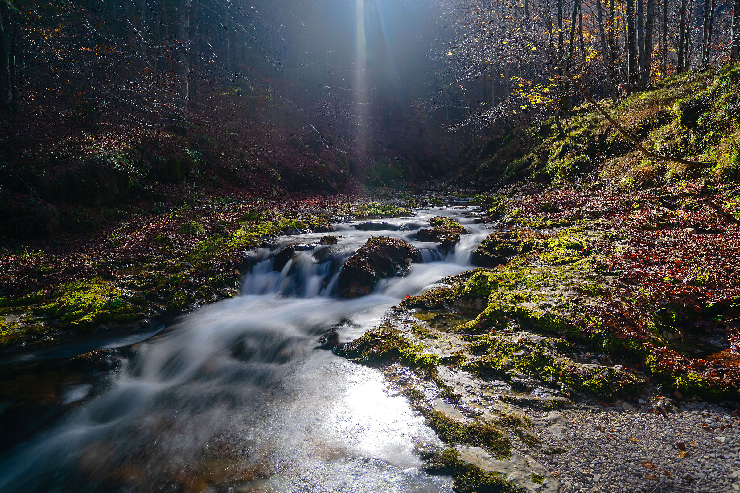 magia nel bosco