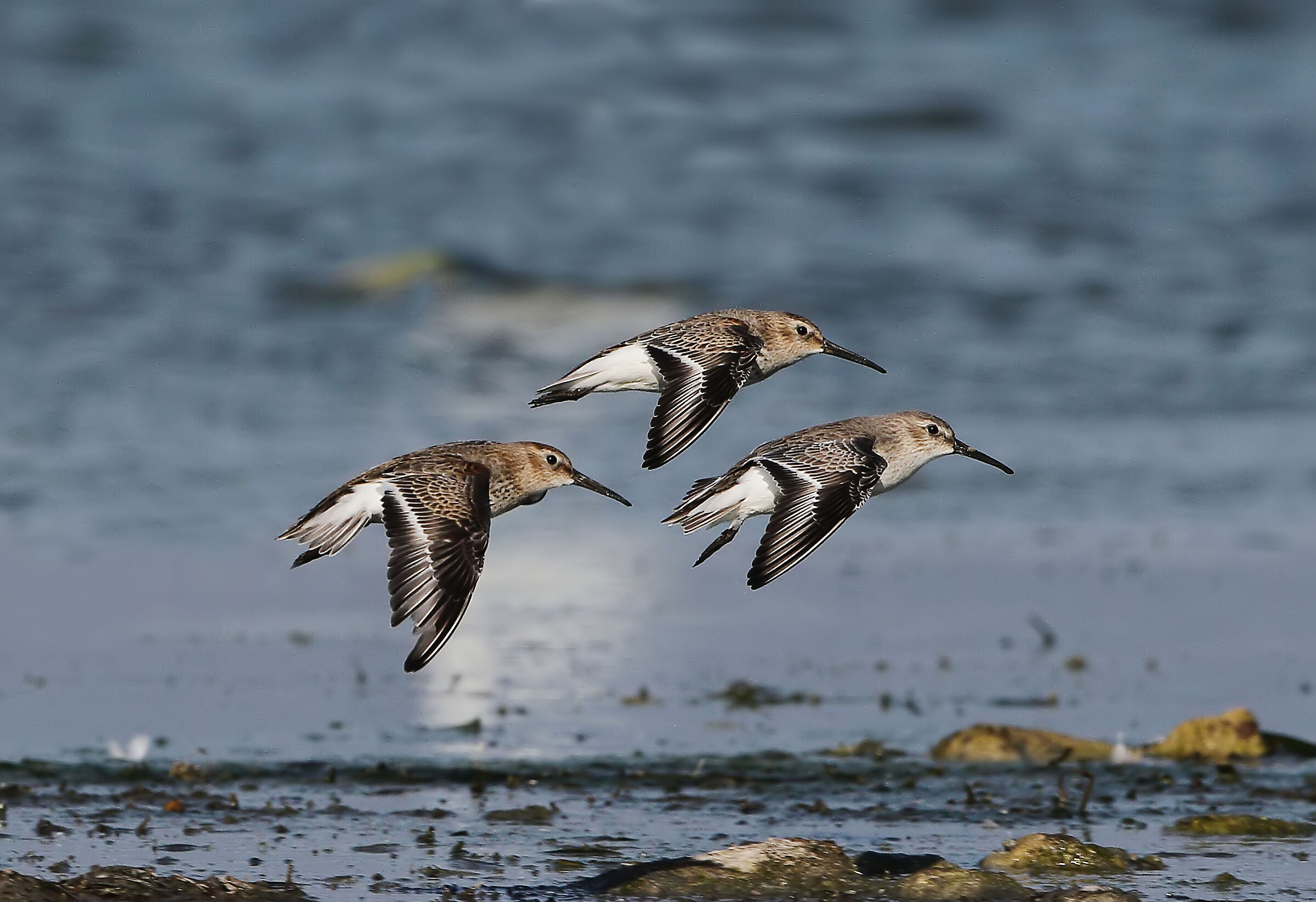 Piovanelli Pancianera...