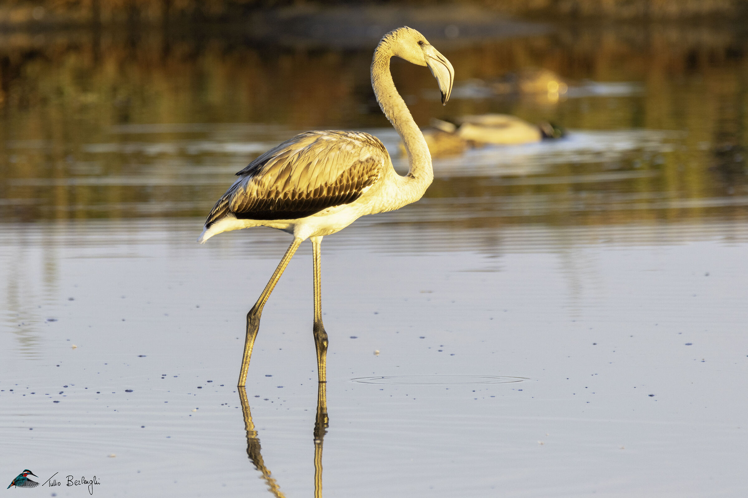 Flamingo