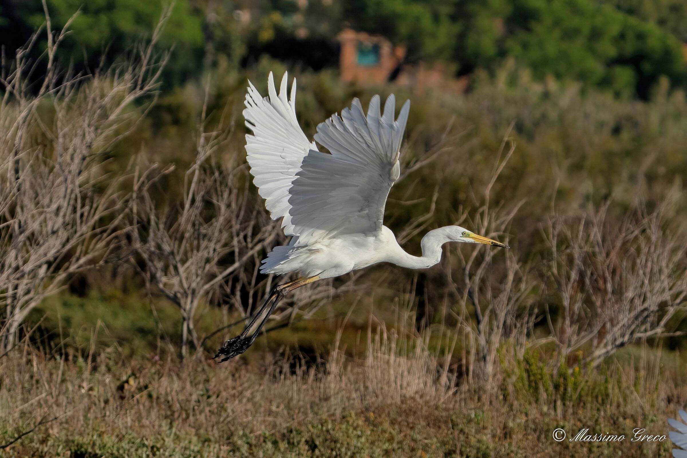 Great white heron