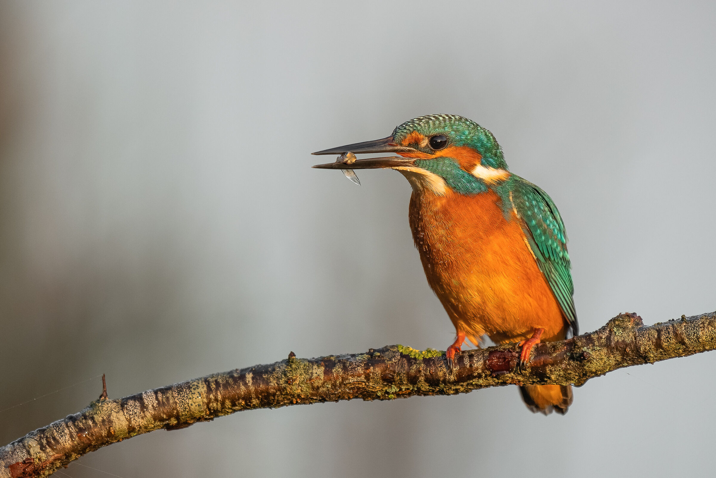 martin with prey