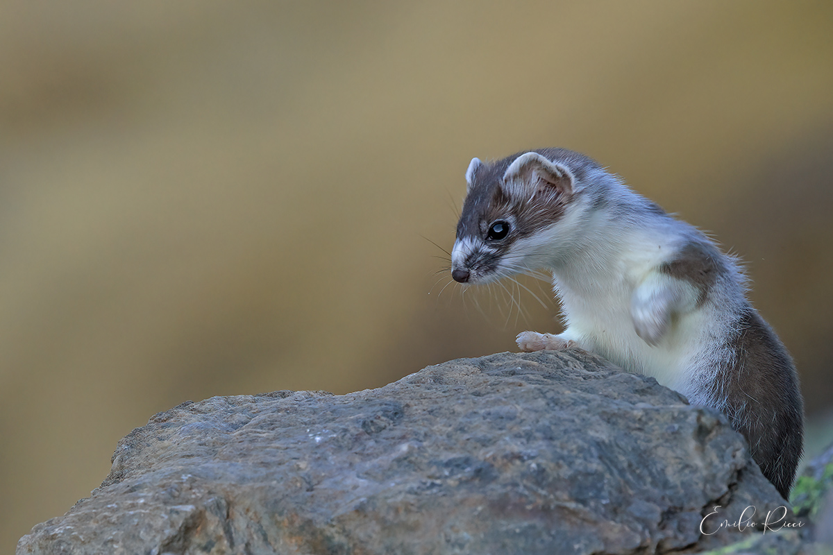 Ermellino in muta invernale