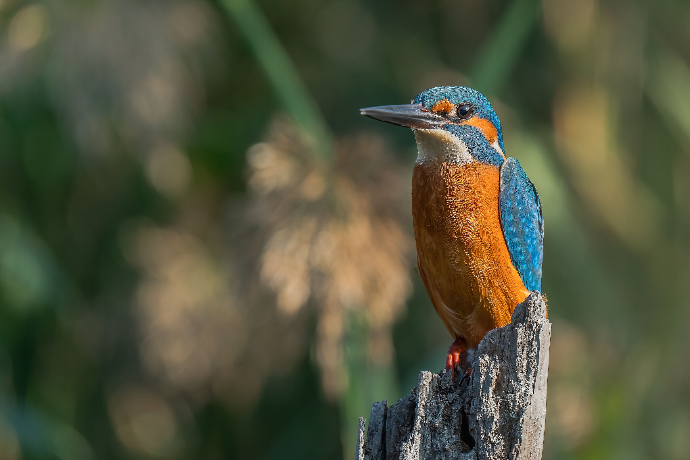 kingfisher
