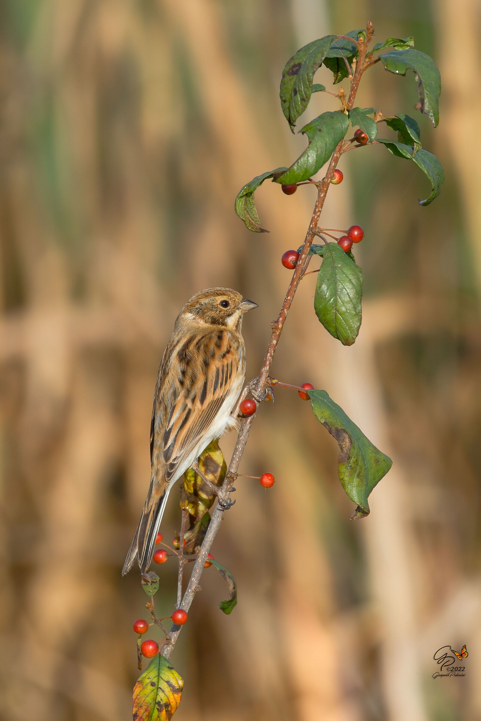Migliarino di palude