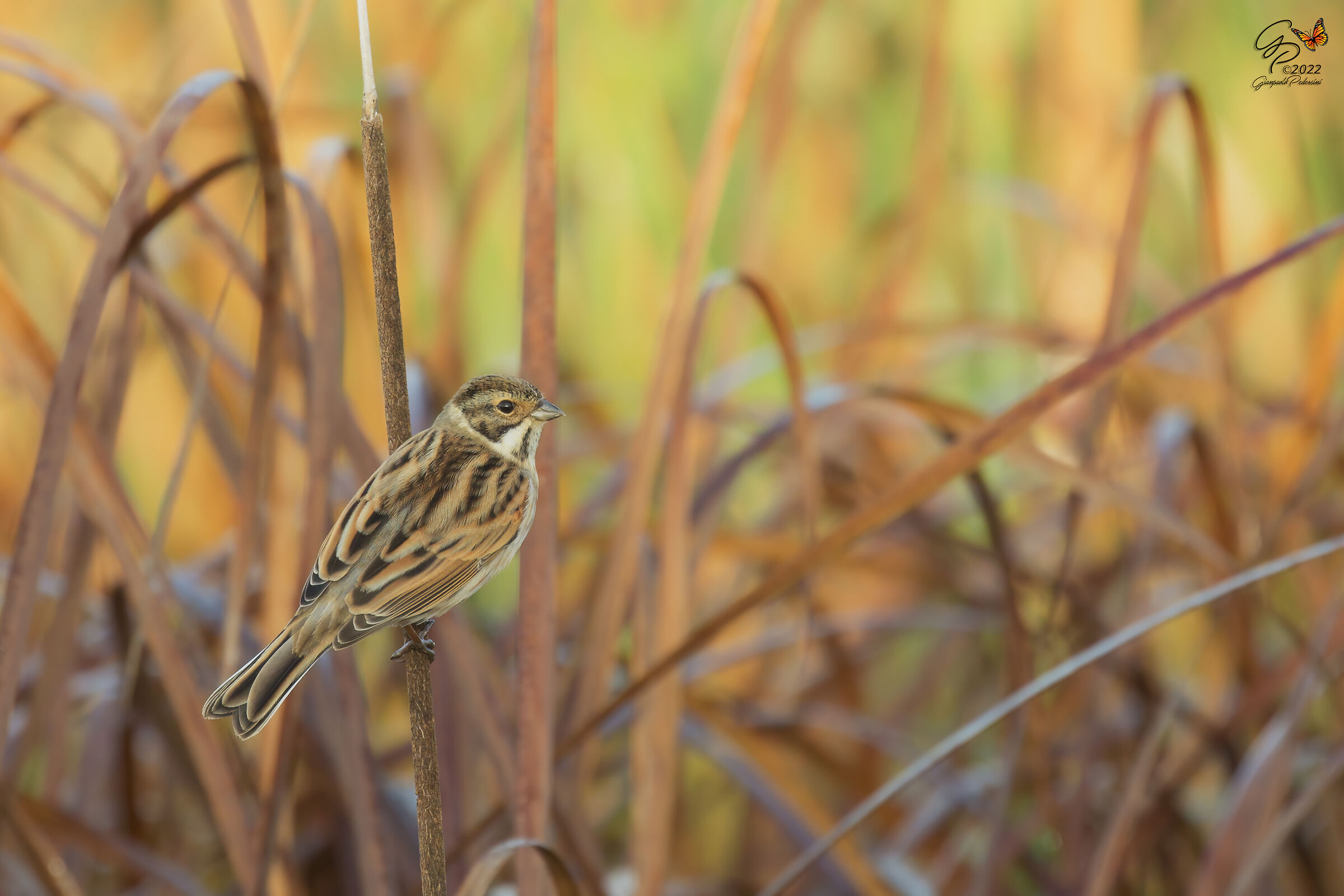 Migliarino di palude
