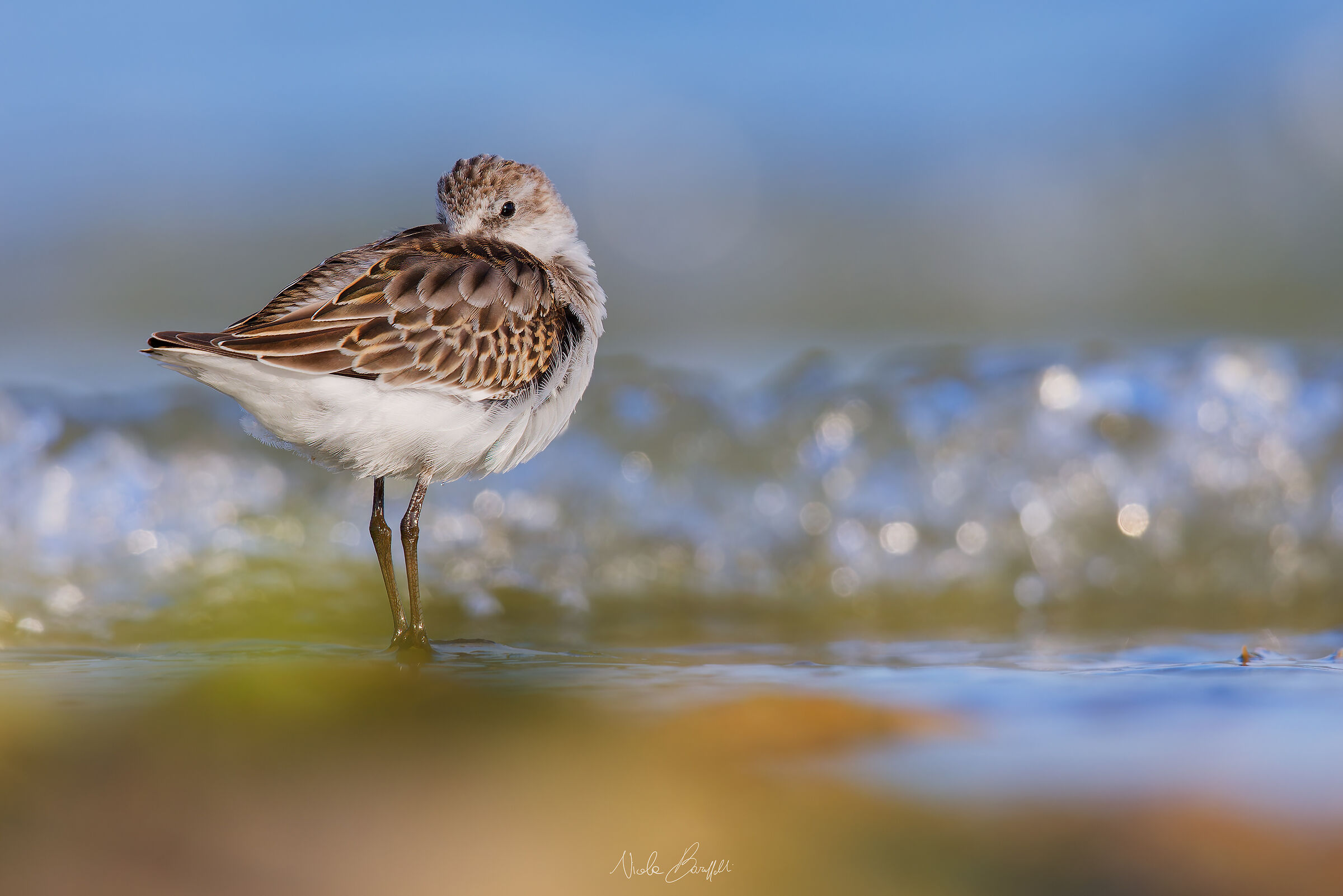 Three-toed sandpiper
