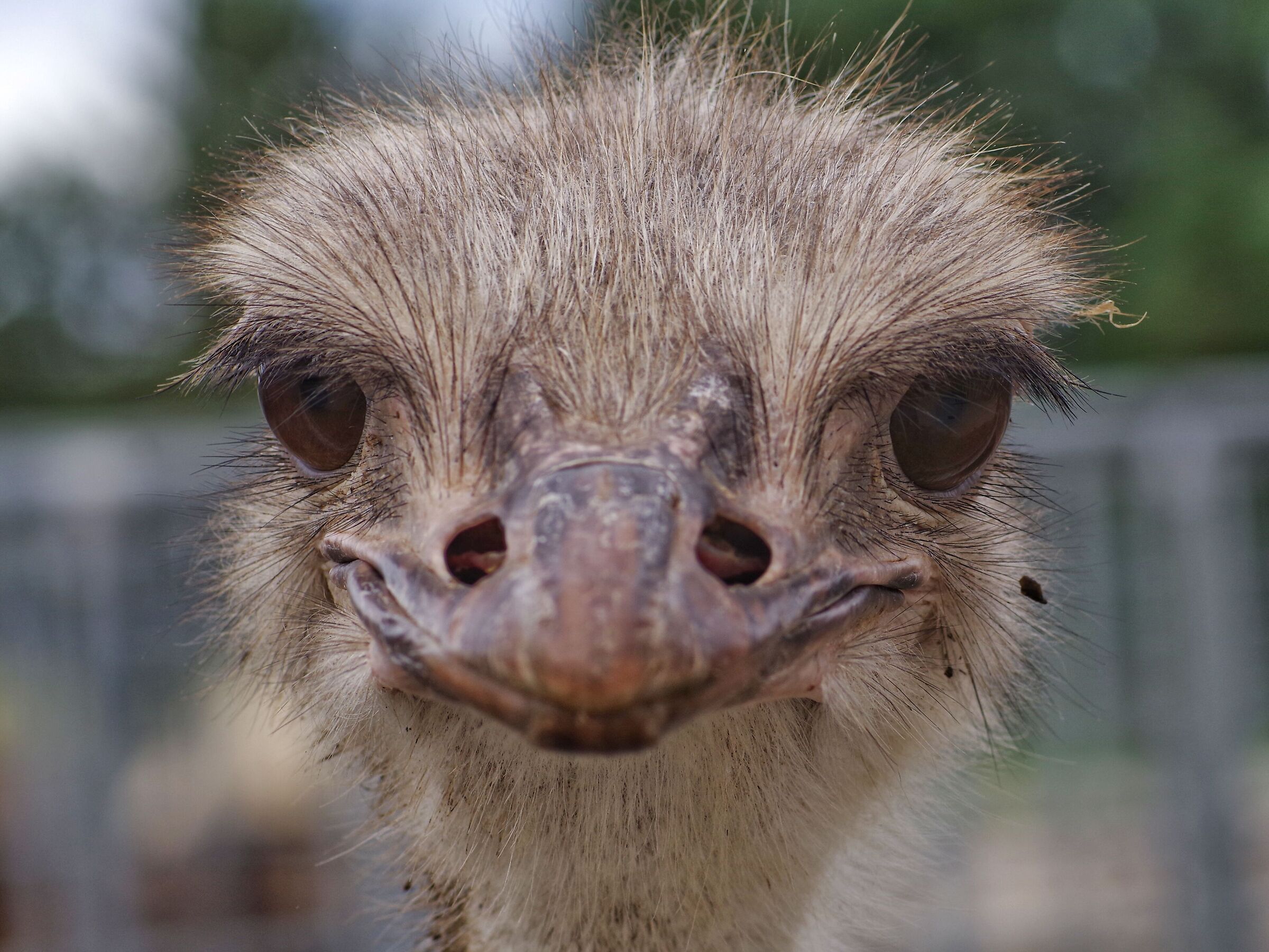 Eye that I ostrich, that is... I strangle you!