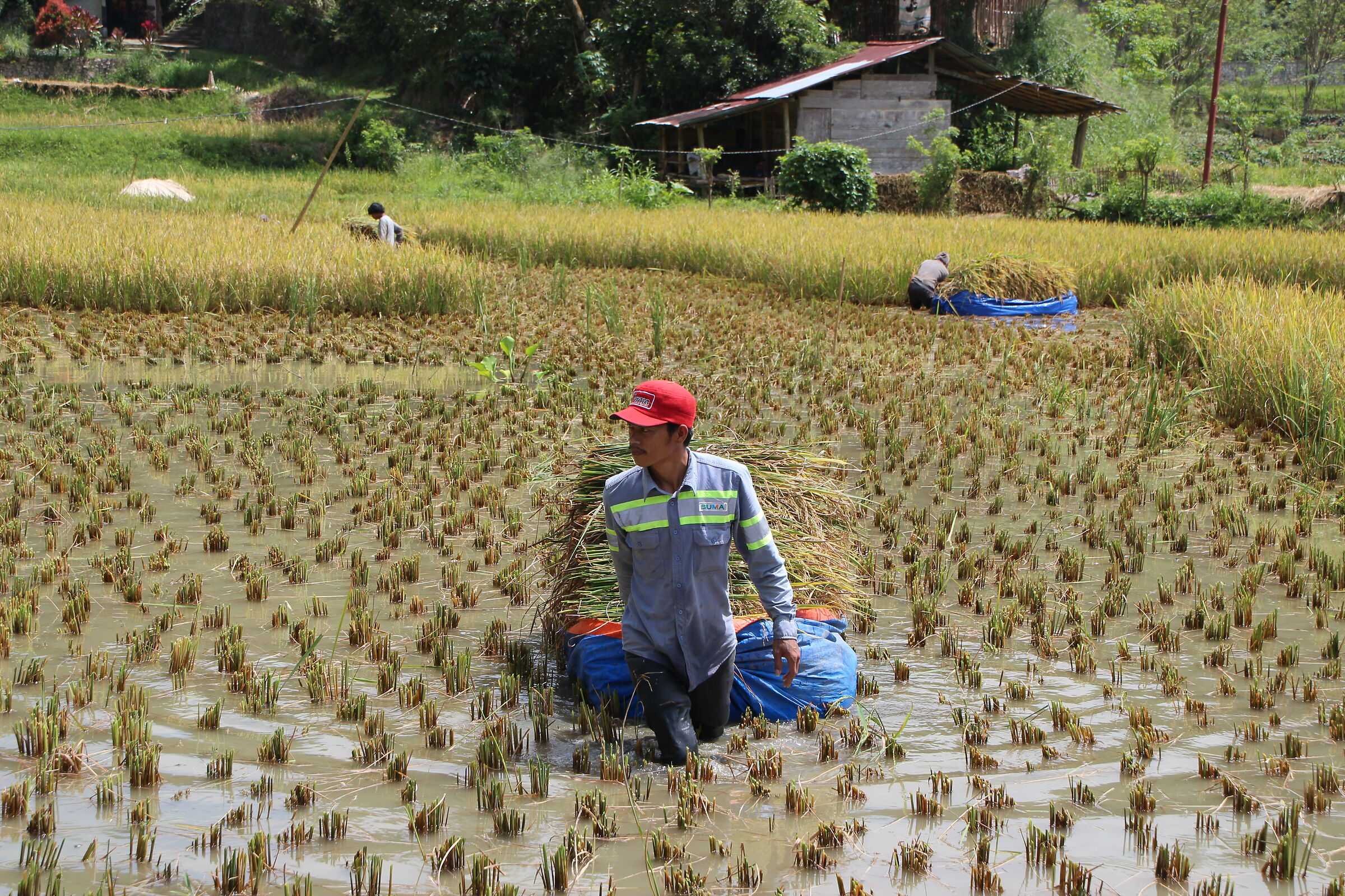 For a handful of rice