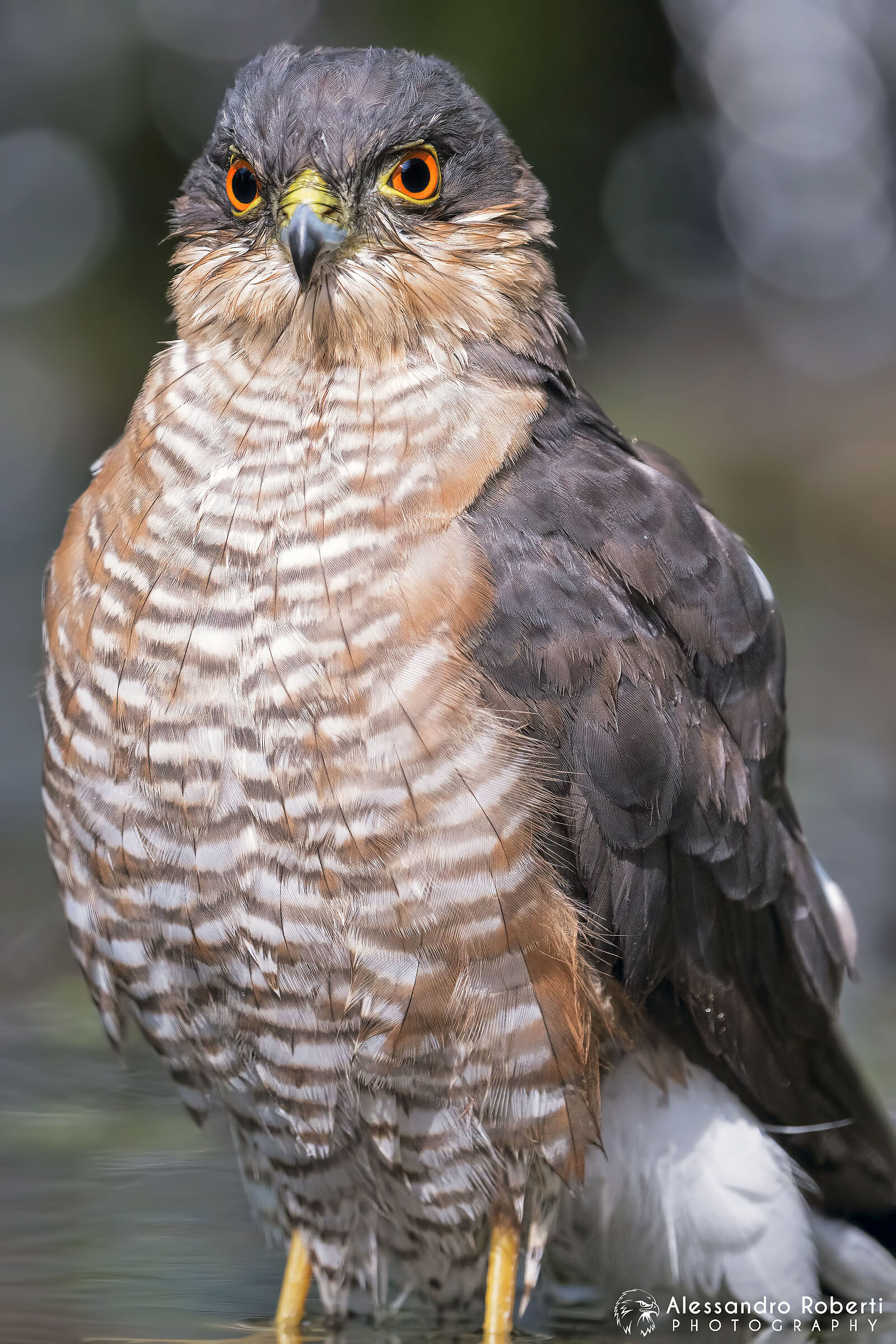 Male sparrow hawk
