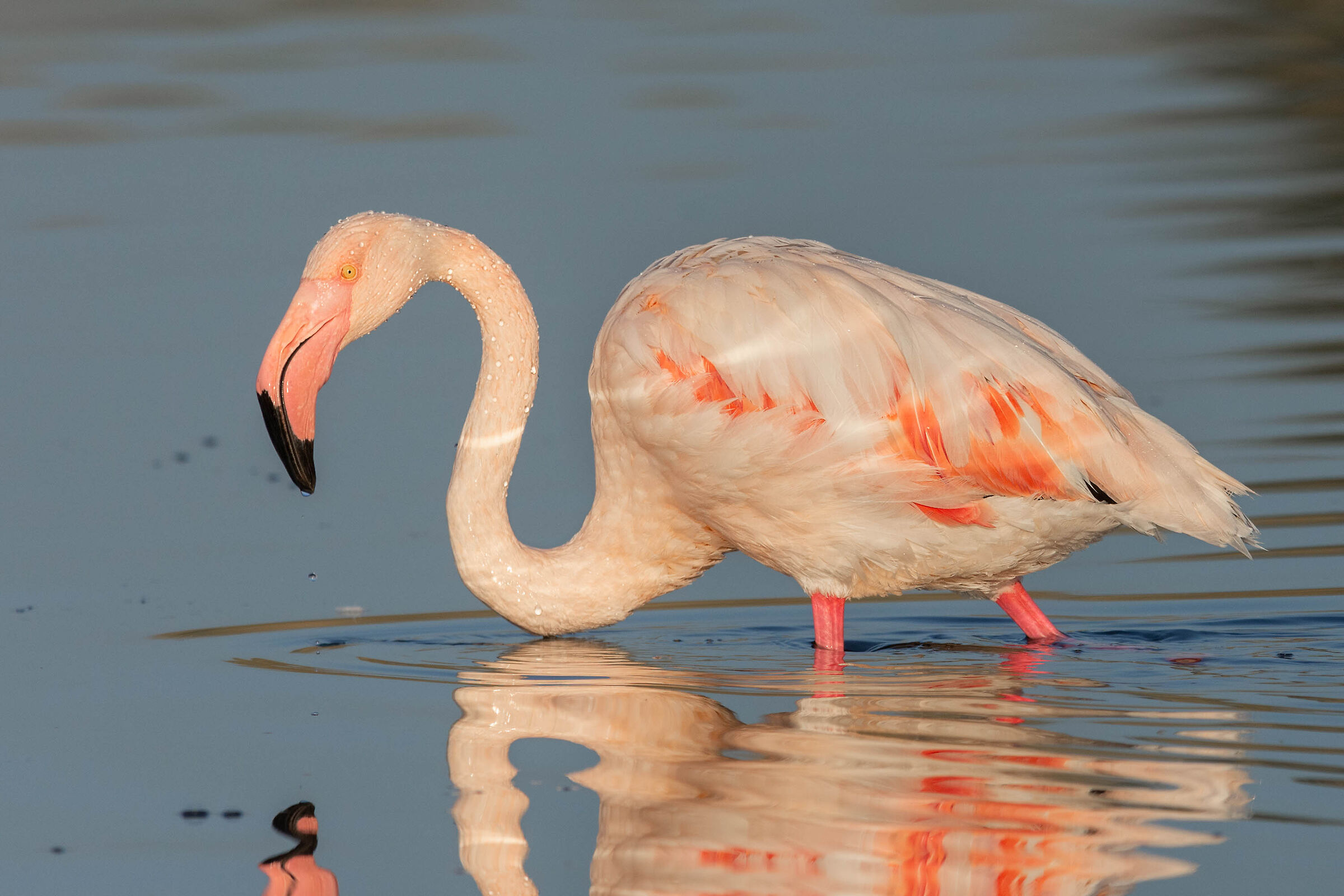 Passeggiata all'alba