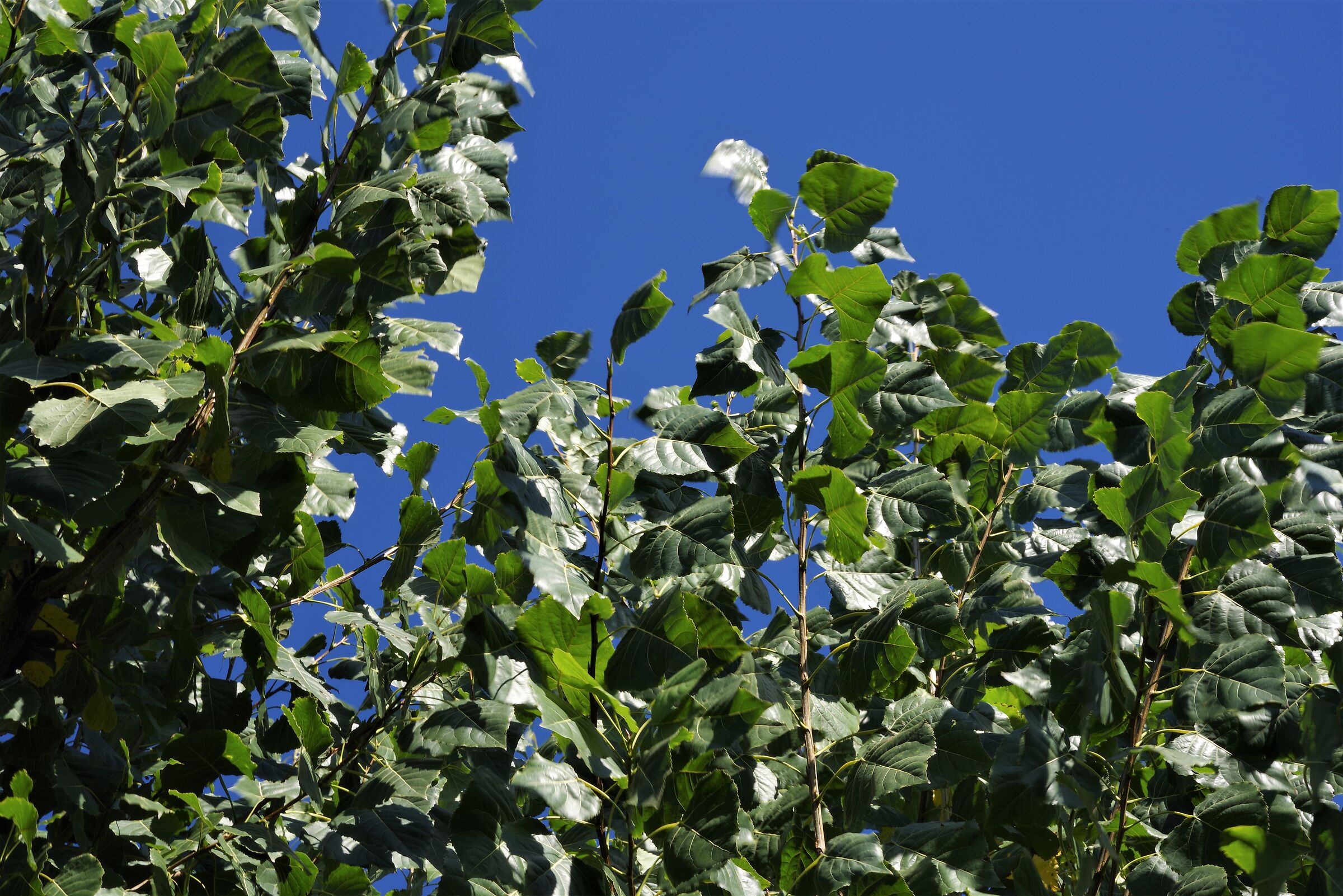 Wind that moves the leaves