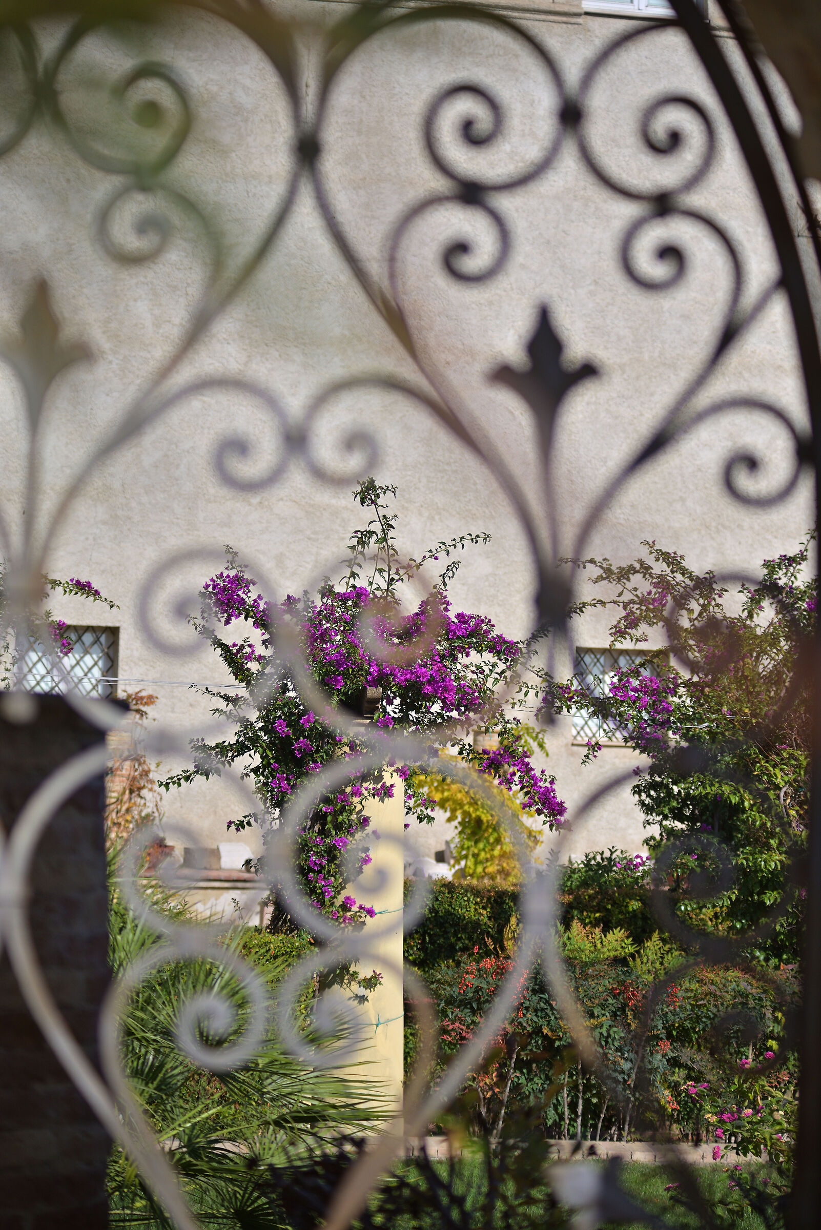 Secret bougainvillea