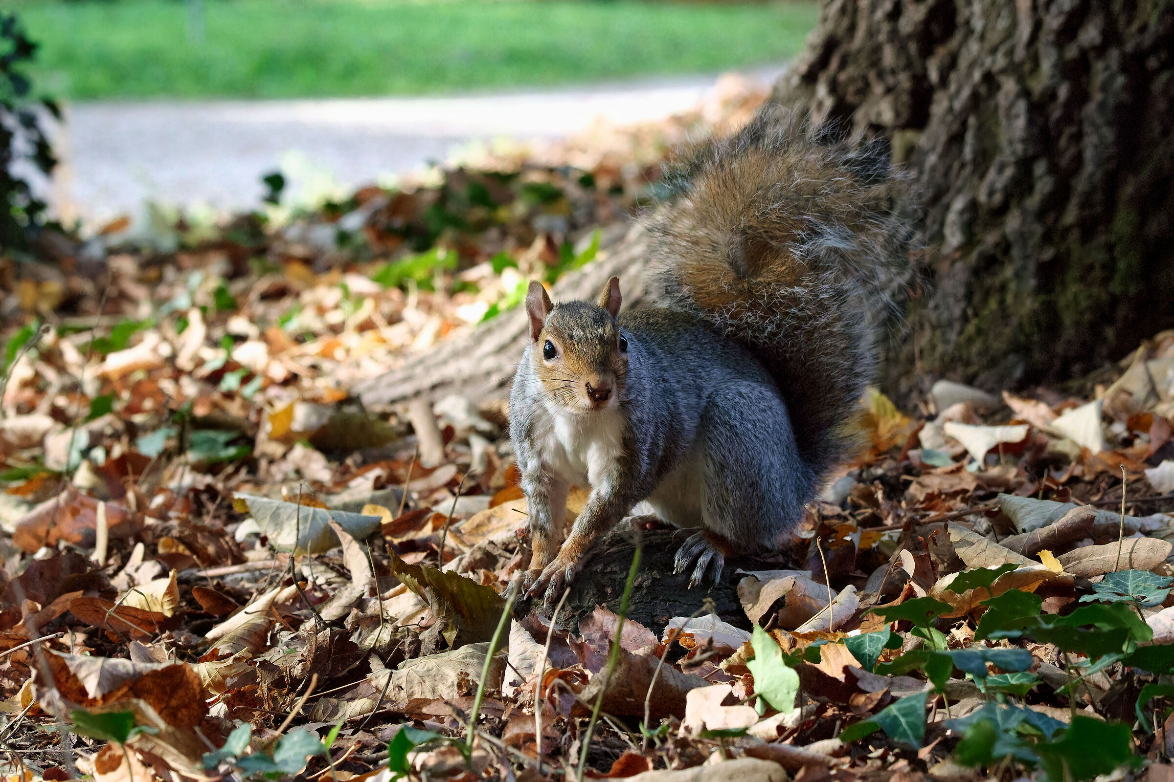Diligente soggetto di prova