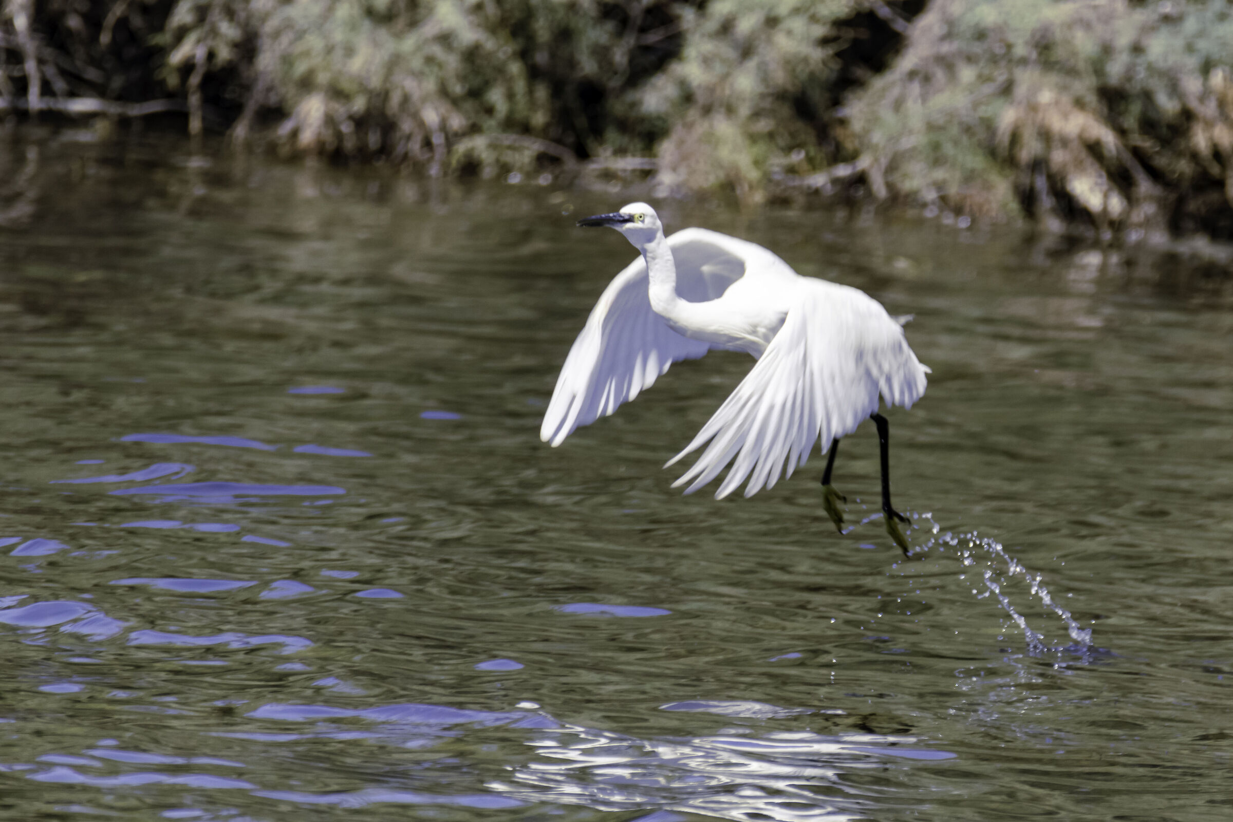 Egret