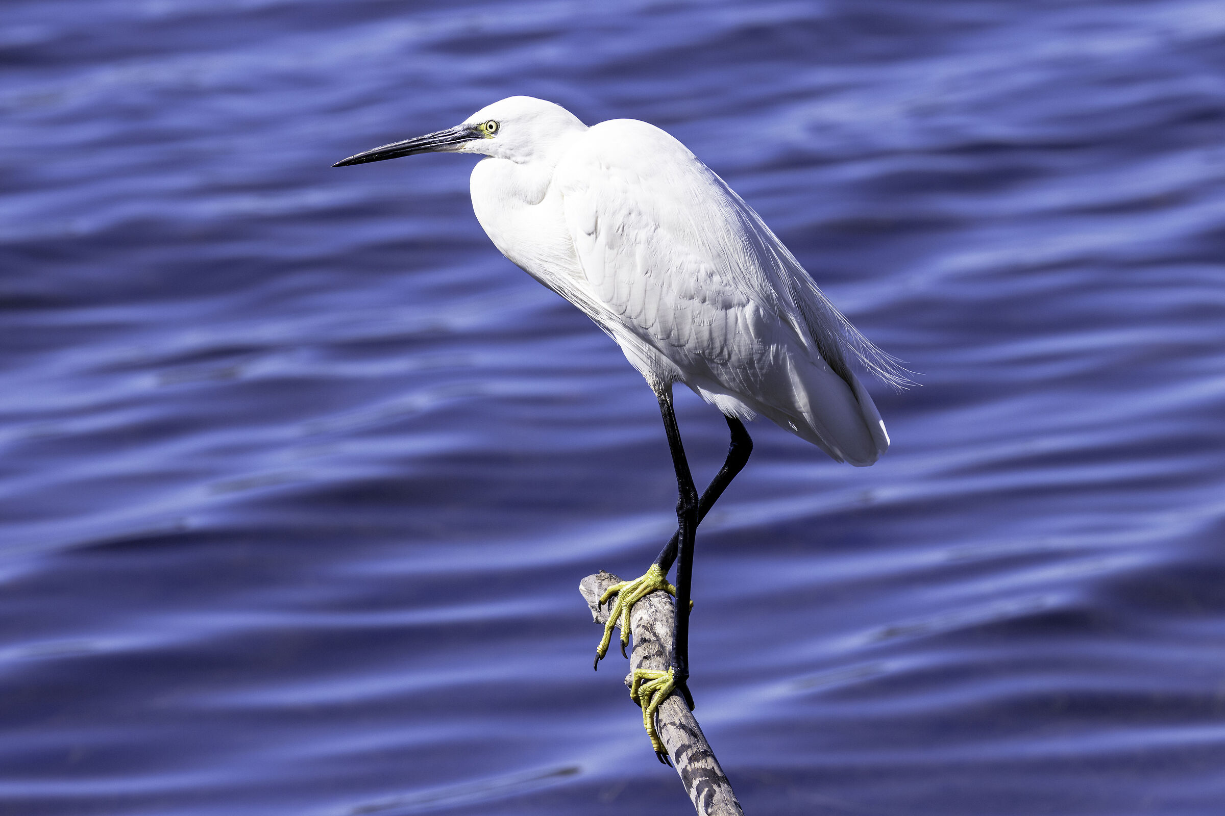 Egret