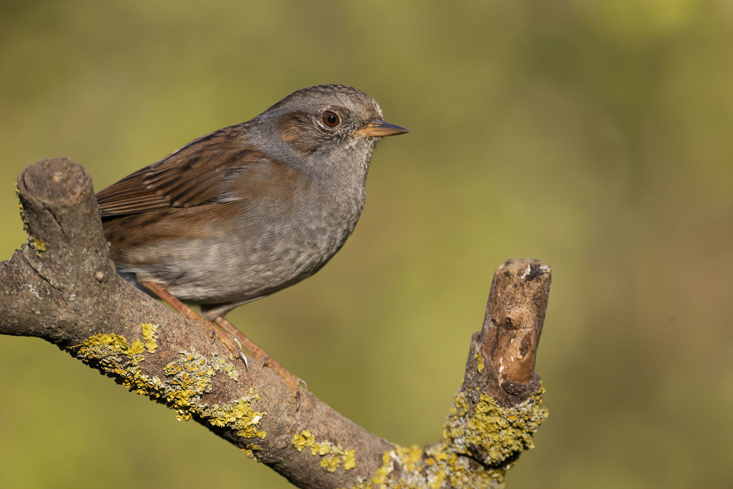 Sono Arrivate (Passera scopaiola)