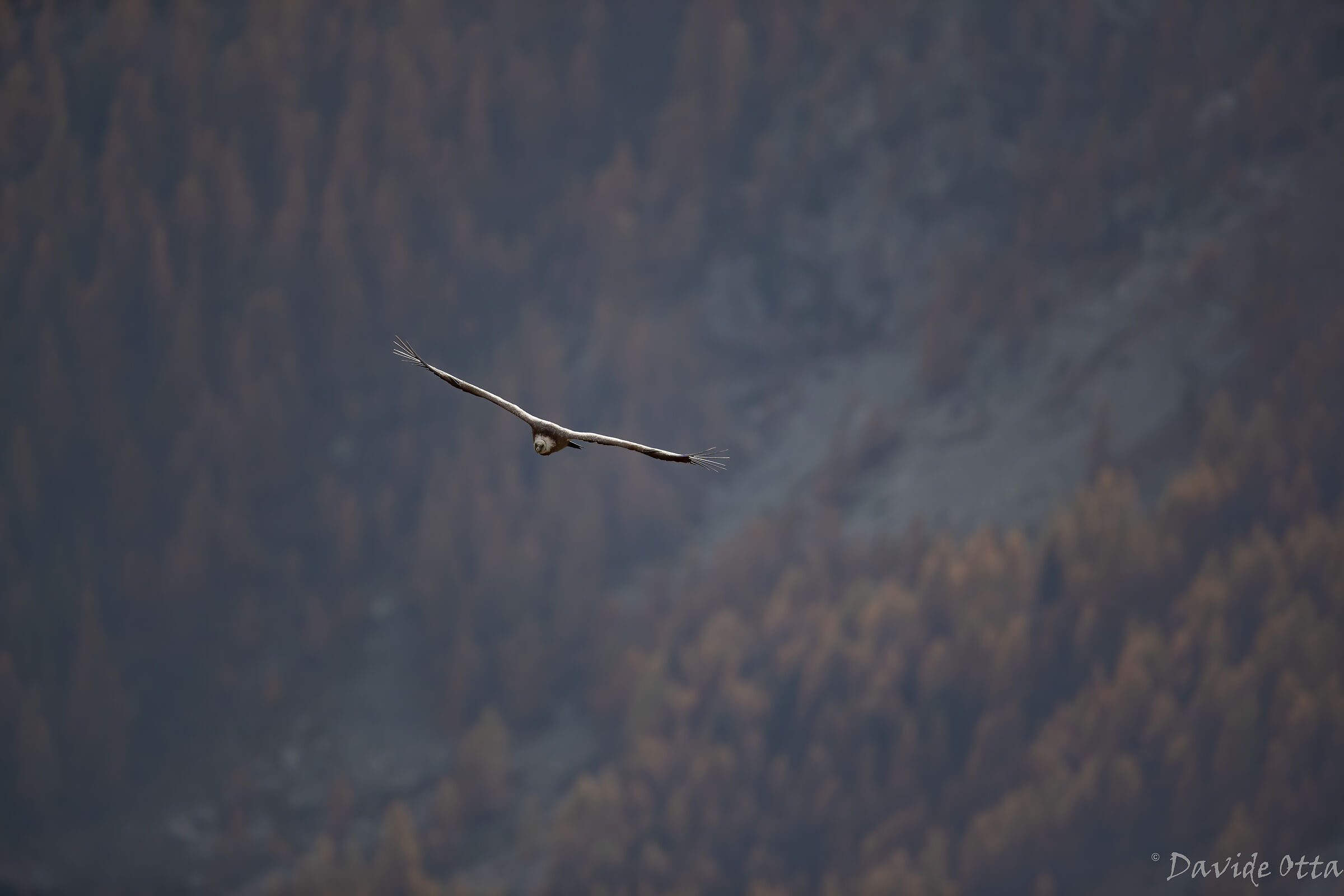Griffon among the burning larches