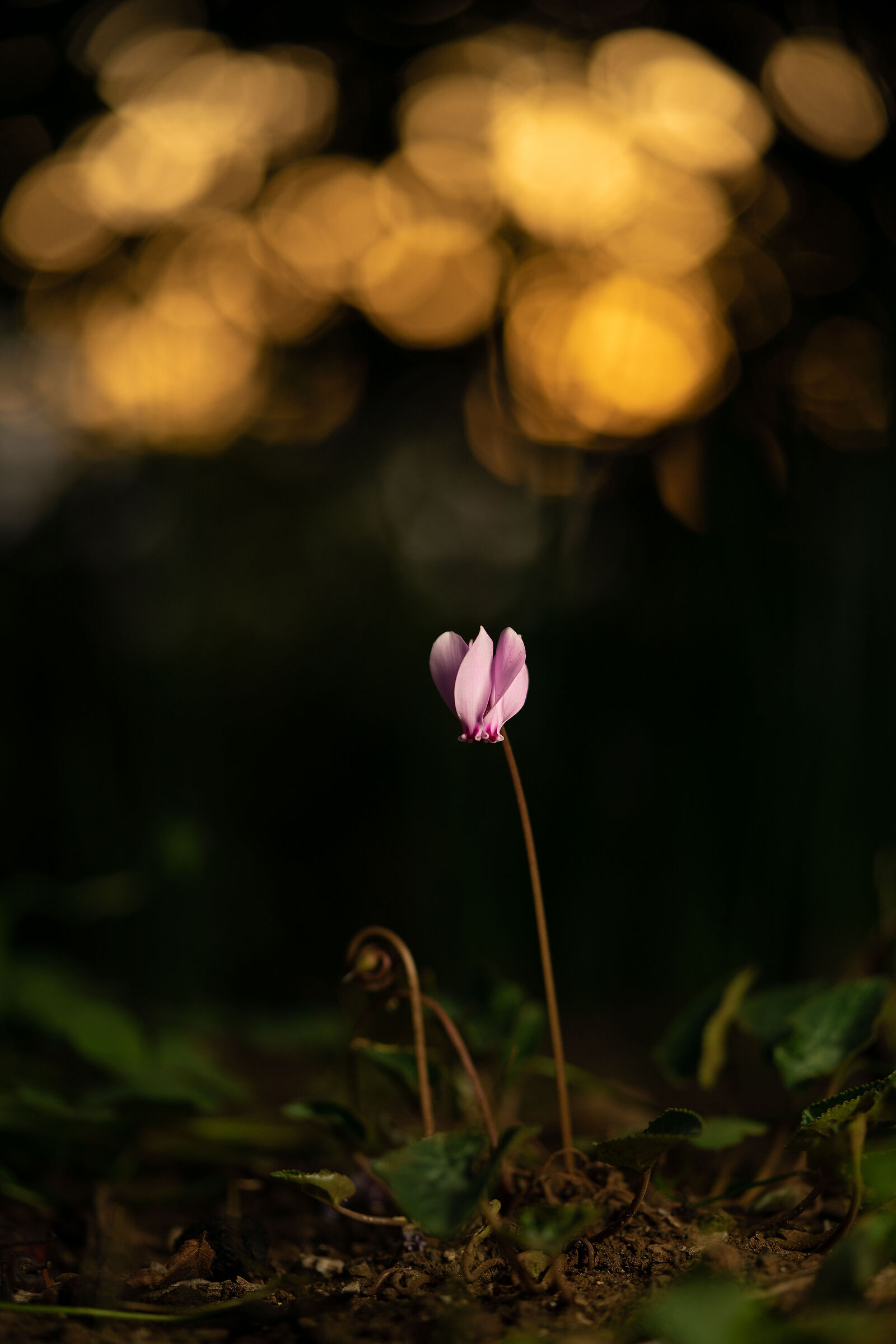 Il ciclamino solitario