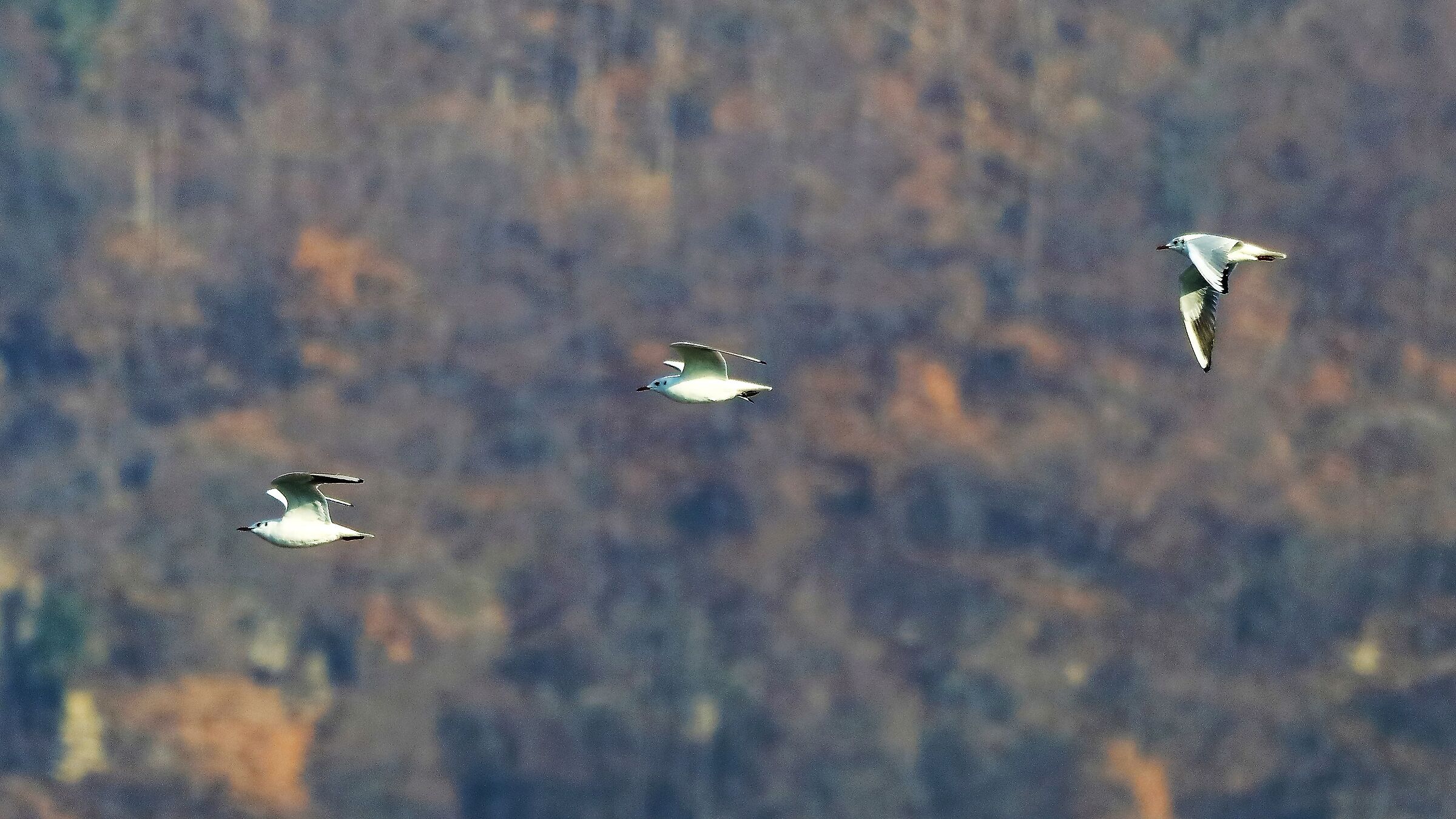 Gabbiani T 23 gen 2022 --012--