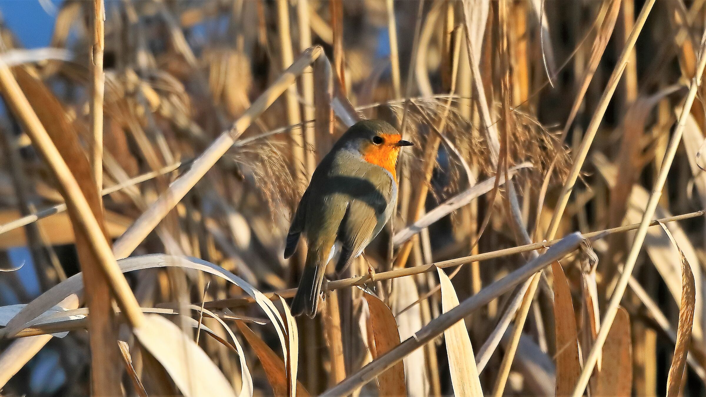 Pettirosso 23 gen 2022 --016--